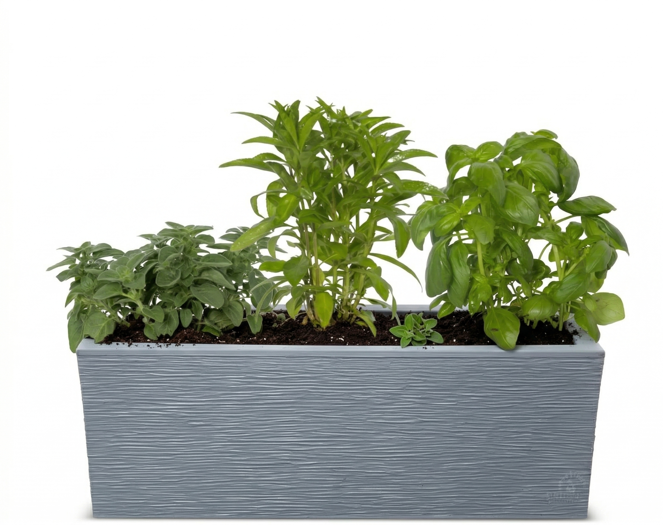 אדנית מוכנה עם צמחיה | 3 צמחי תבלין לבחירה | 59X19.5X22.8 | אפור בהיר פסים