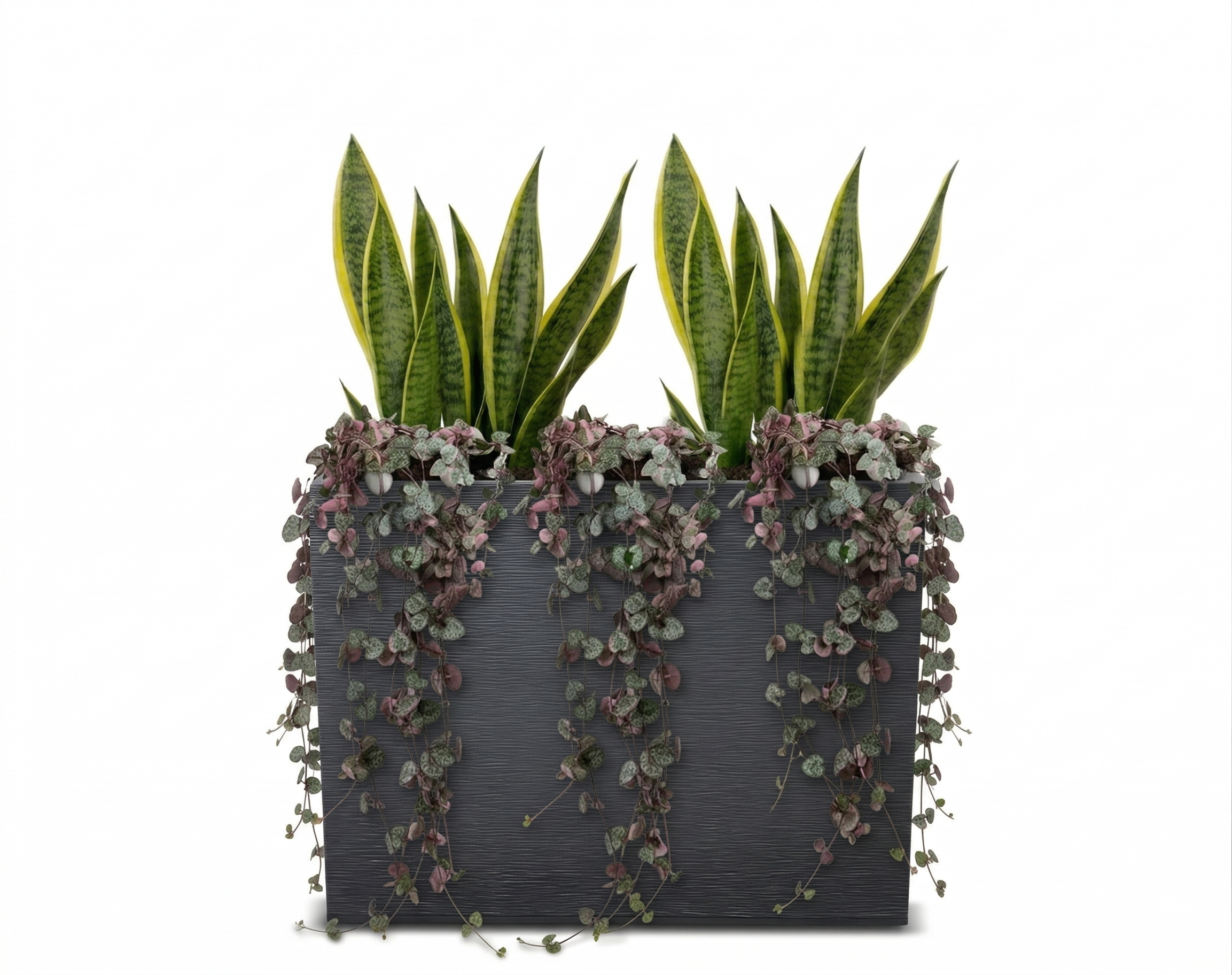 אדנית מוכנה עם צמחיה | 2 סנסיווריה מגוונת ו-3 שעוונית זוחלת | 2 צבעים לבחירה | 29.5X78.5X60