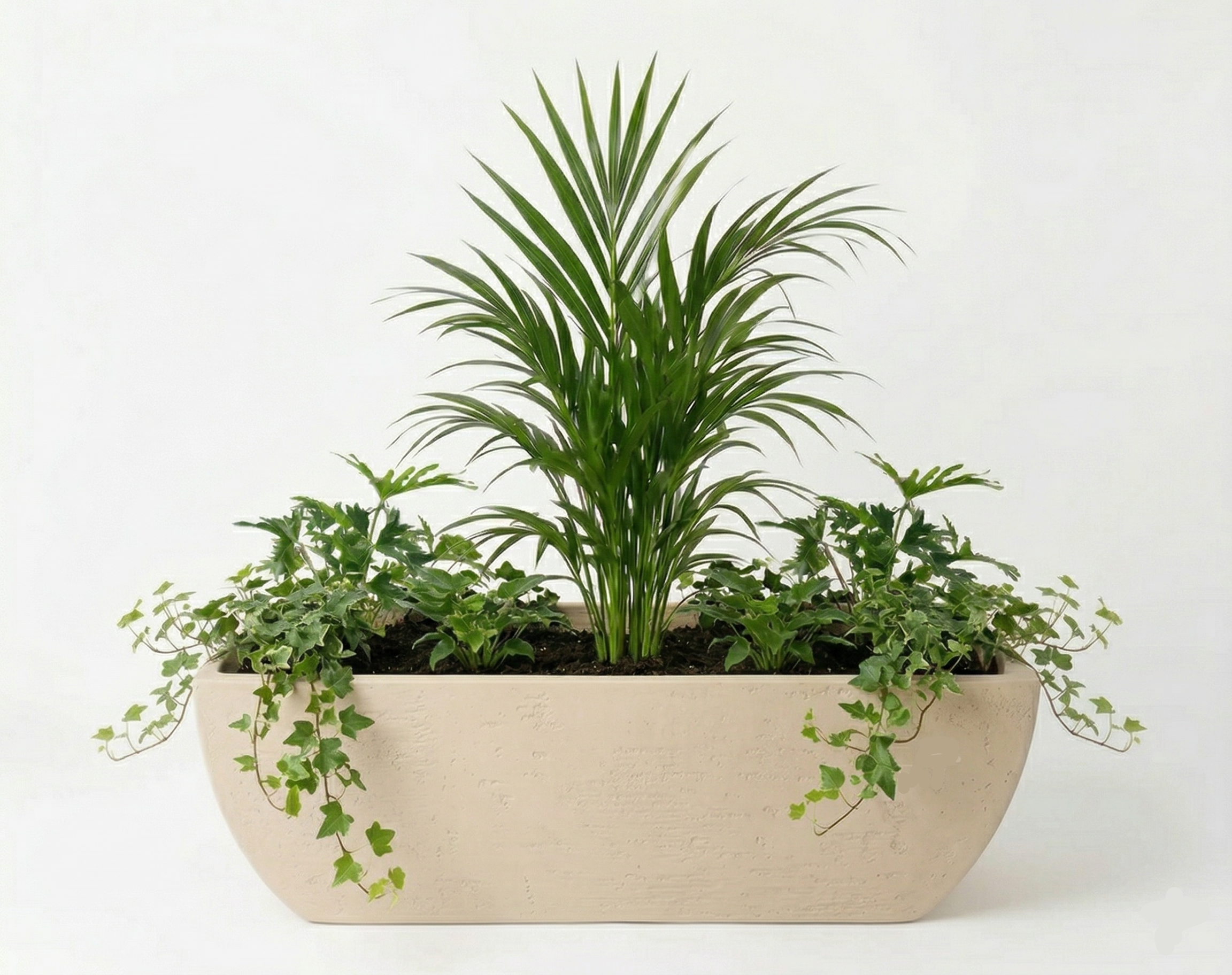 אדנית מוכנה עם צמחיה | דקל אריקה, 4 קיסוס גולש ו-4 פילנדרון ביפי | 3 צבעים לבחירה | 38X95X38