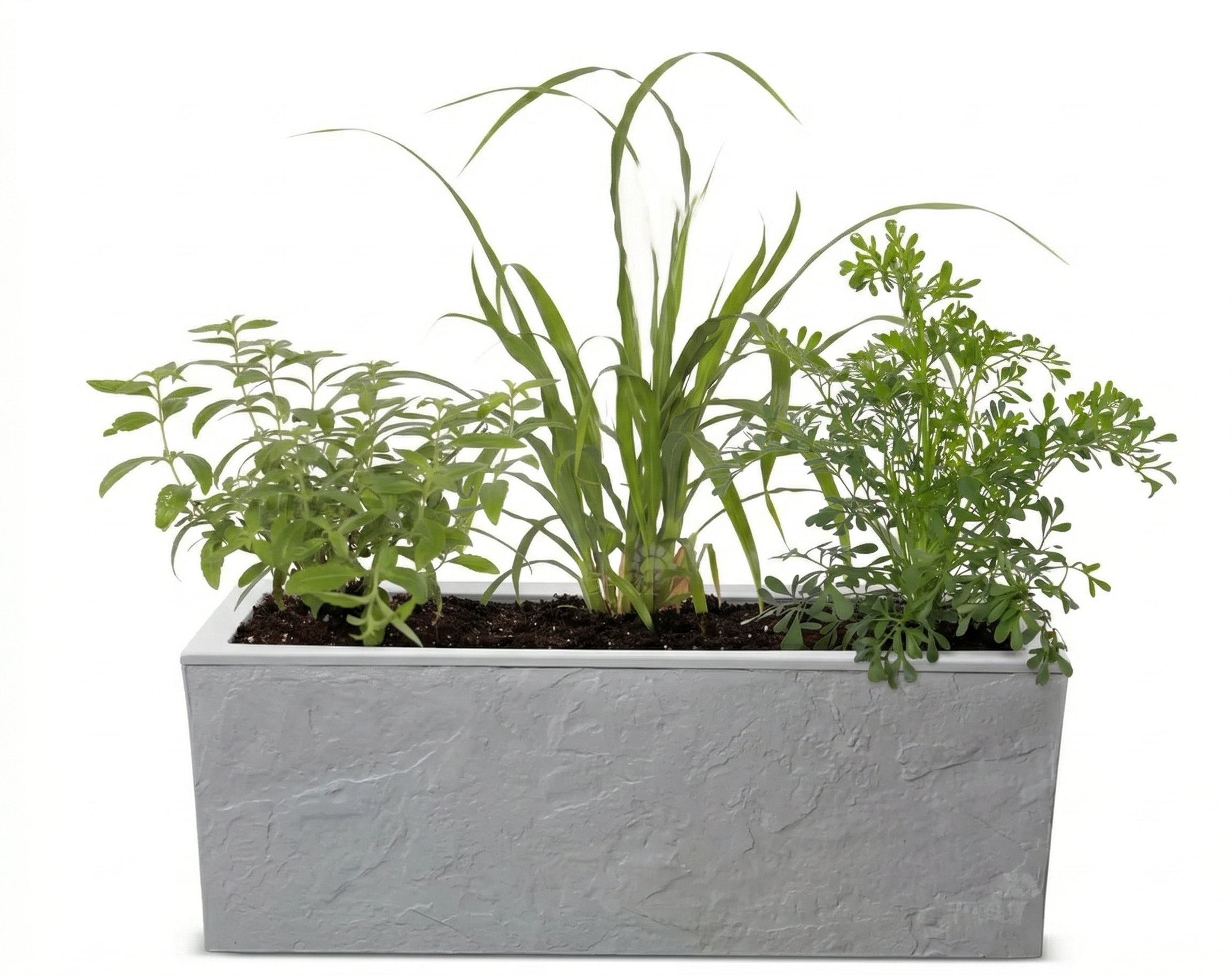אדנית מוכנה עם צמחיה | 3 צמחי תבלין לבחירה | 59X19.5X22.8 | אפור בהיר דמוי אבן