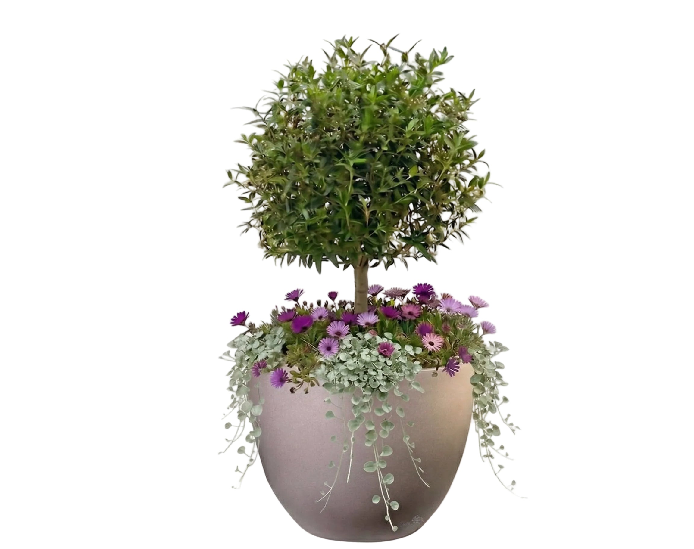 כד מוכן עם צמחיה | הדס, 6 דיכונדרה כסופה ו-6 נציץ | 7 צבעים לבחירה | 60X43