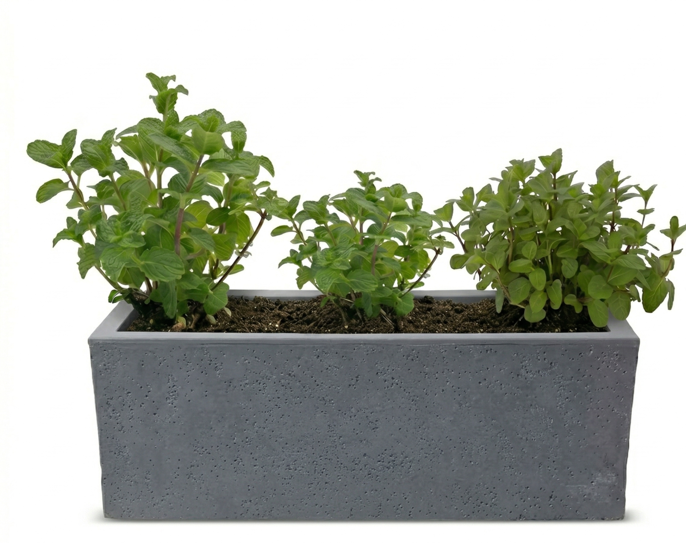 אדנית מוכנה עם צמחיה | 3 צמחי נענע | 59X19.5X22.8 | 6 צבעים לבחירה