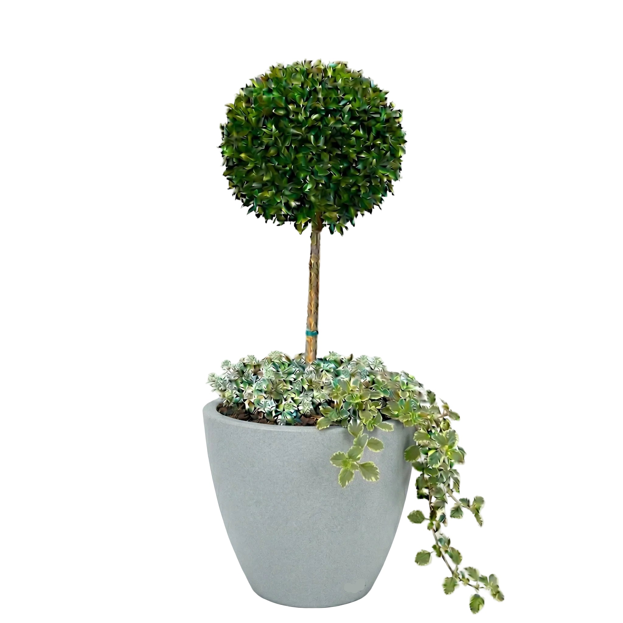 כד מוכן עם צמחיה | סיזיגיום, 3 פלקטרנטוס מדגסקרי ו-6 סלסלי כסף | 7 צבעים לבחירה | 50X50