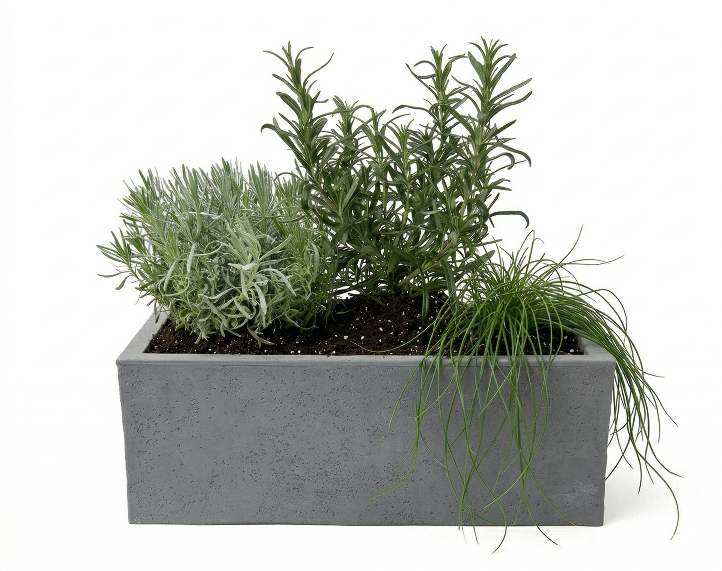 אדנית מוכנה עם צמחיה | 3 צמחי תבלין לבחירה | 59X19.5X22.8 | אפור בהיר דמוי בטון