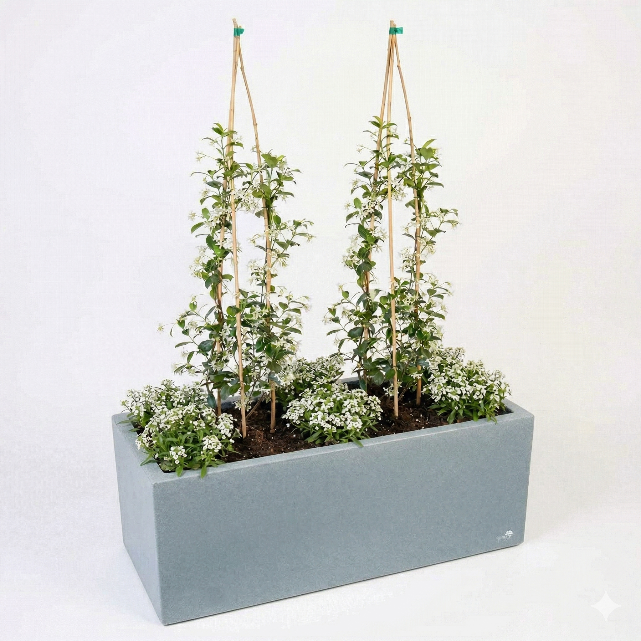 אדנית מוכנה עם צמחיה | 6 סלסלי כסף ו-2 טרכלוספרמון יסמיני | 5 צבעים לבחירה | 100X45X45