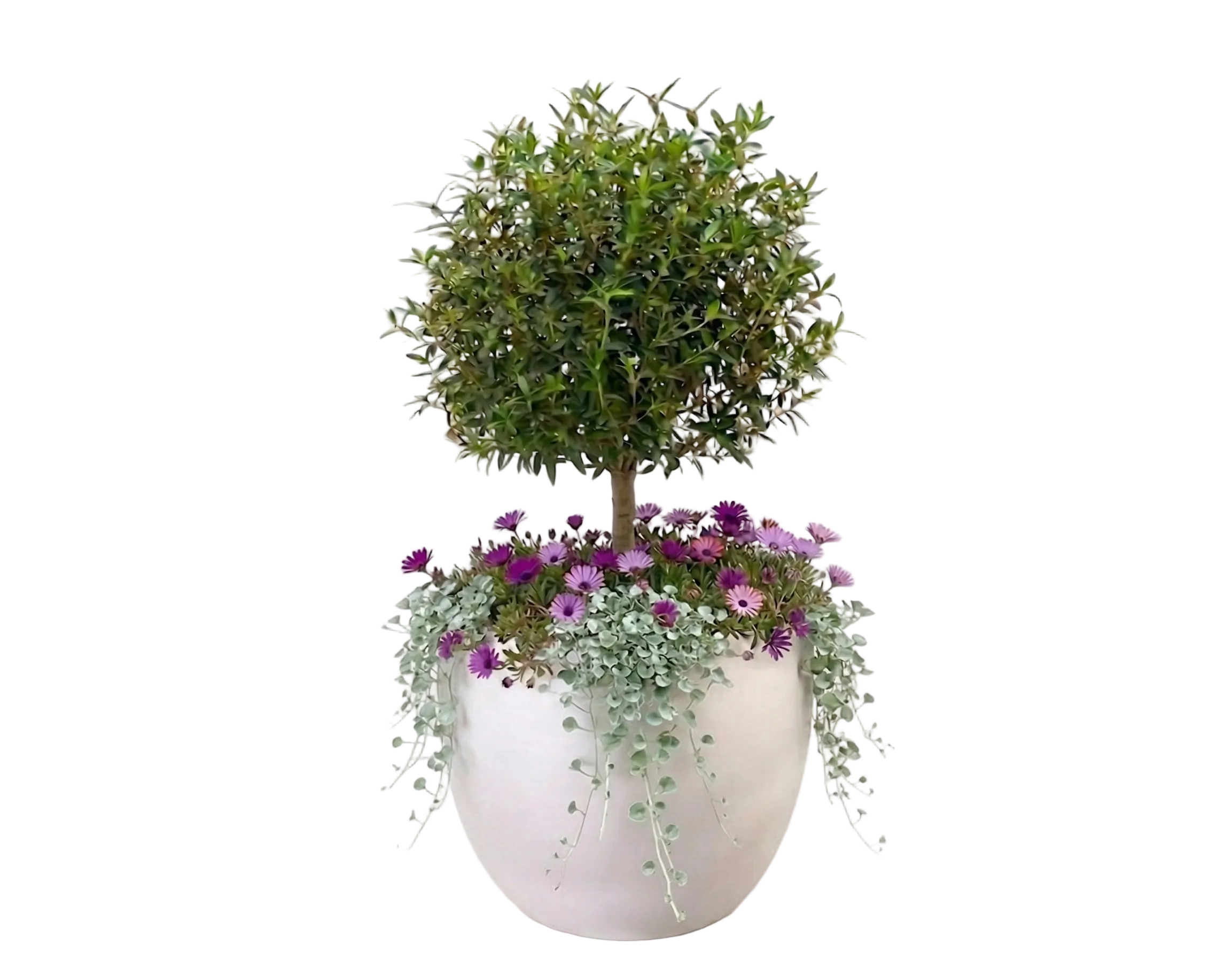 כד מוכן עם צמחיה | הדס, 6 דיכונדרה כסופה ו-6 נציץ | 7 צבעים לבחירה | 60X43