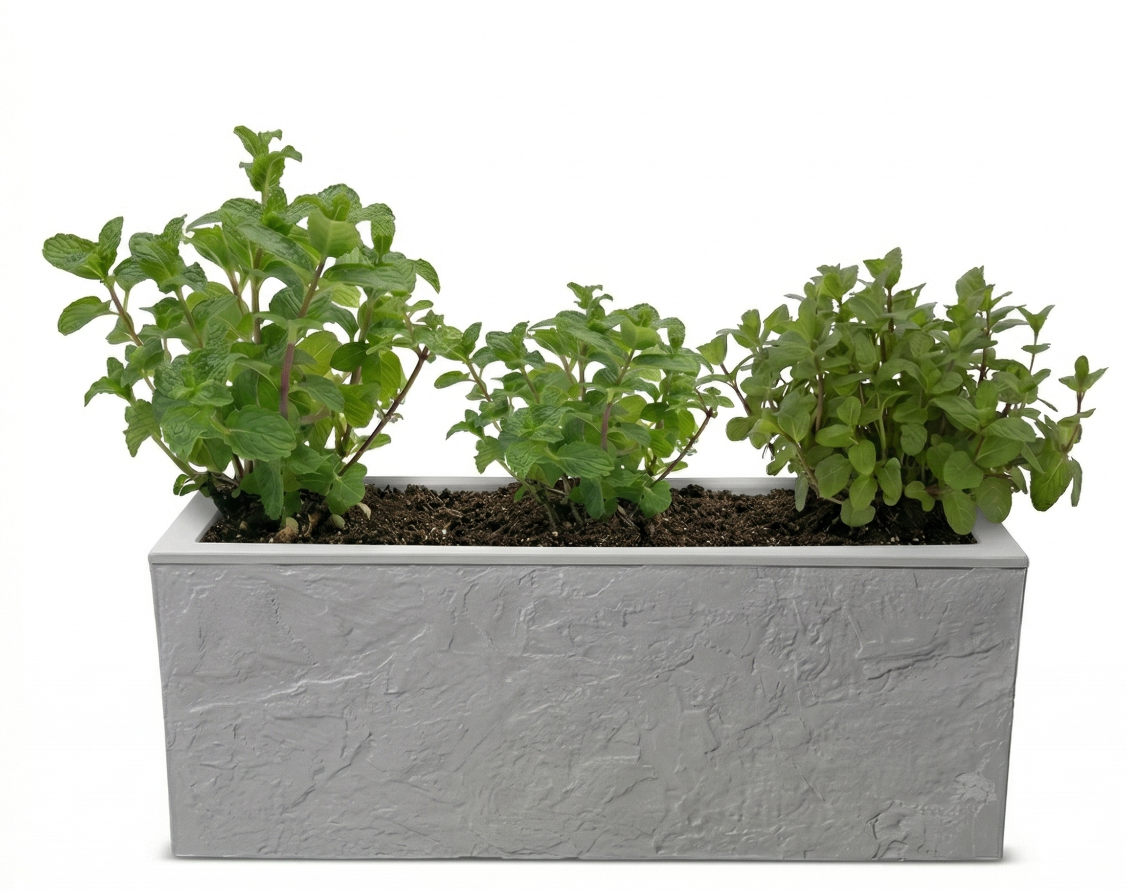 אדנית מוכנה עם צמחיה | 3 צמחי נענע | 59X19.5X22.8 | 6 צבעים לבחירה