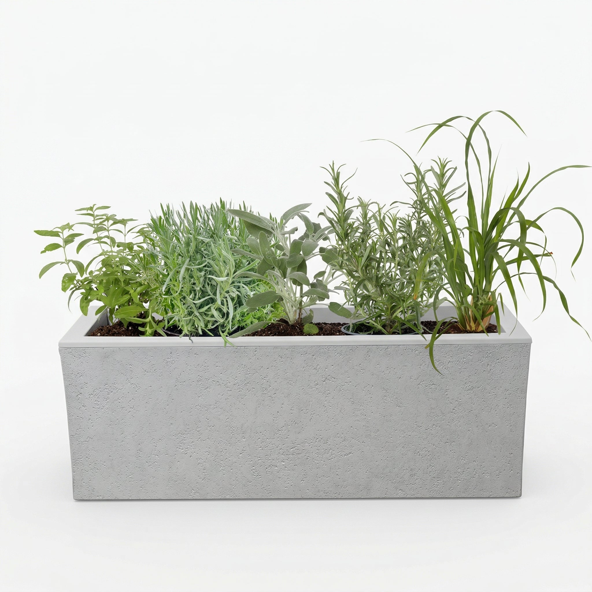 אדנית מוכנה עם צמחיה | 5 צמחי תבלין לבחירה | 79.5X29.5X29.5 | אפור בהיר דמוי בטון