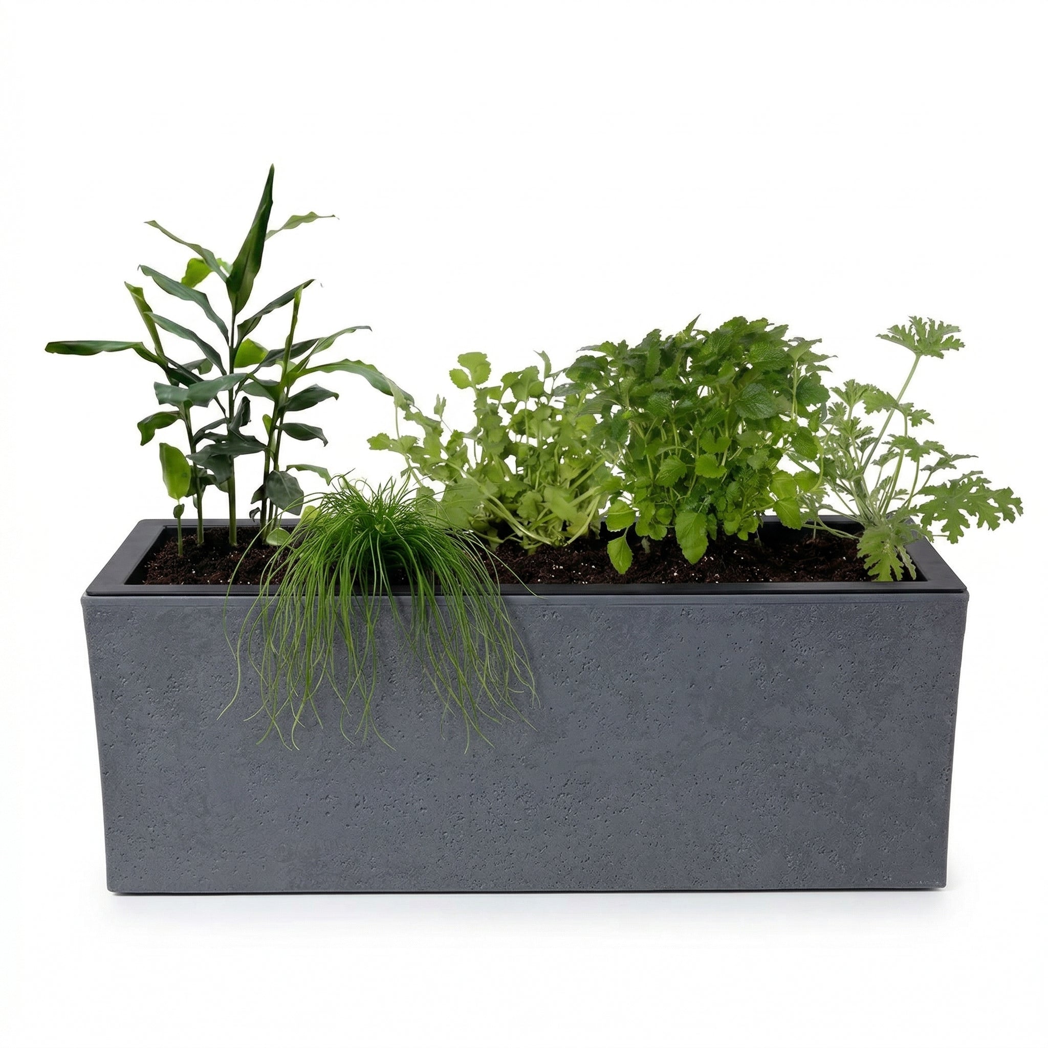 אדנית מוכנה עם צמחיה | 5 צמחי תבלין לבחירה | 79.5X29.5X29.5 | אפור כהה דמוי בטון