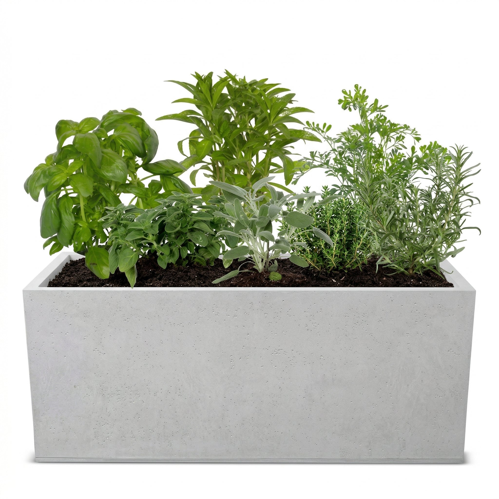 אדנית מוכנה עם צמחיה | 7 צמחי תבלין לבחירה | 100X40X40 | אפור בהיר דמוי בטון