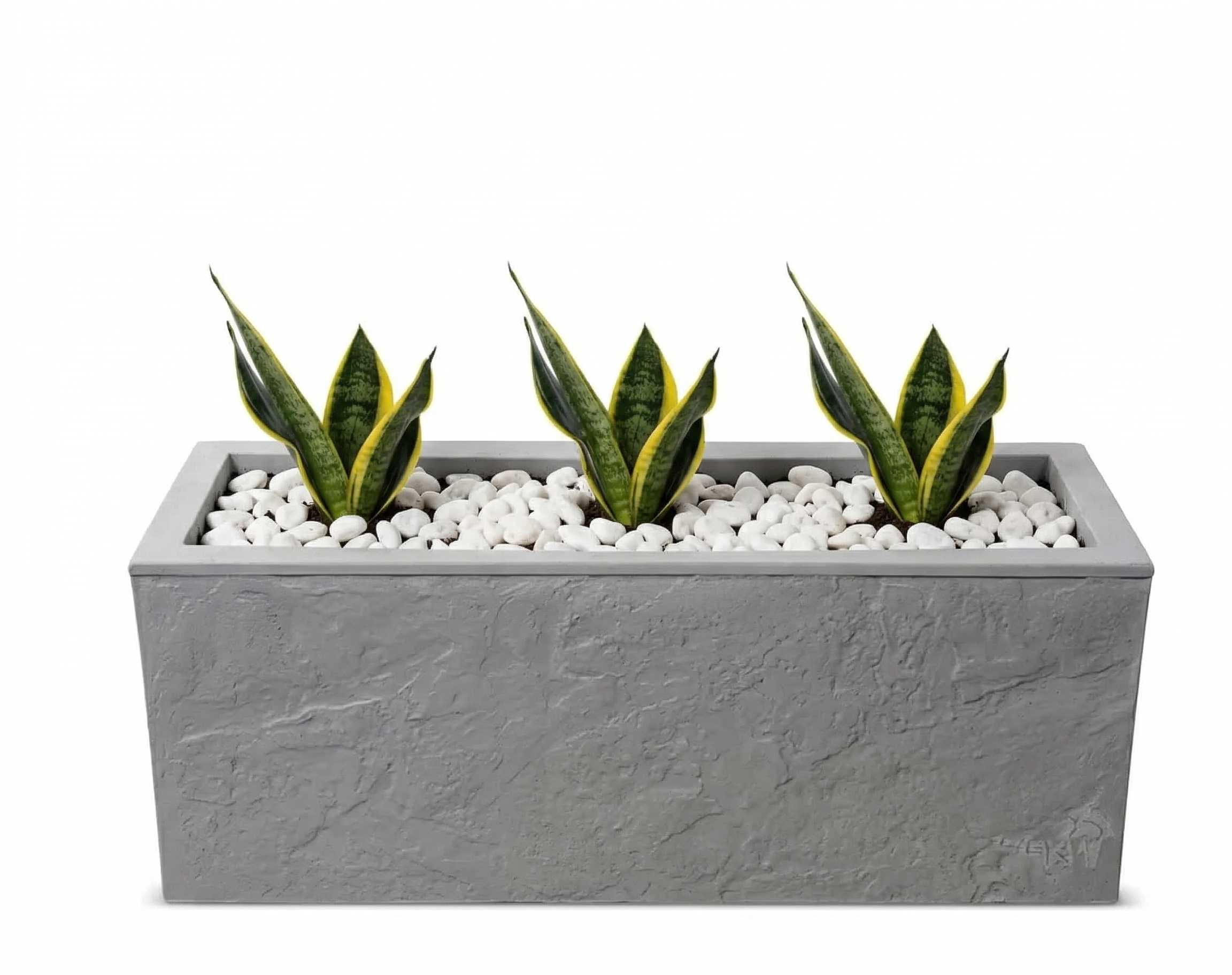 אדנית מוכנה עם צמחיה | 3 צמחי סנסיווריה מגוונת | 4 צבעים לבחירה | 59X19.5X22.8