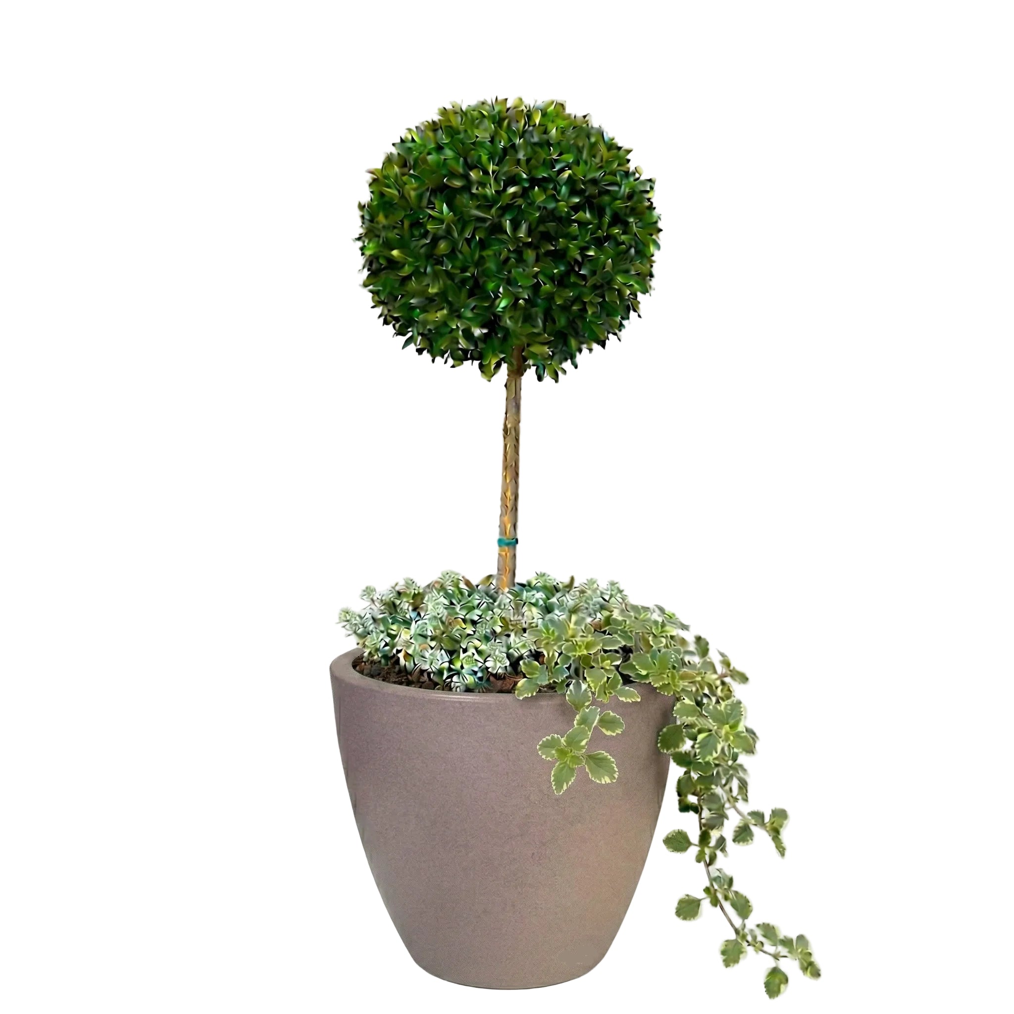 כד מוכן עם צמחיה | סיזיגיום, 3 פלקטרנטוס מדגסקרי ו-6 סלסלי כסף | 7 צבעים לבחירה | 50X50