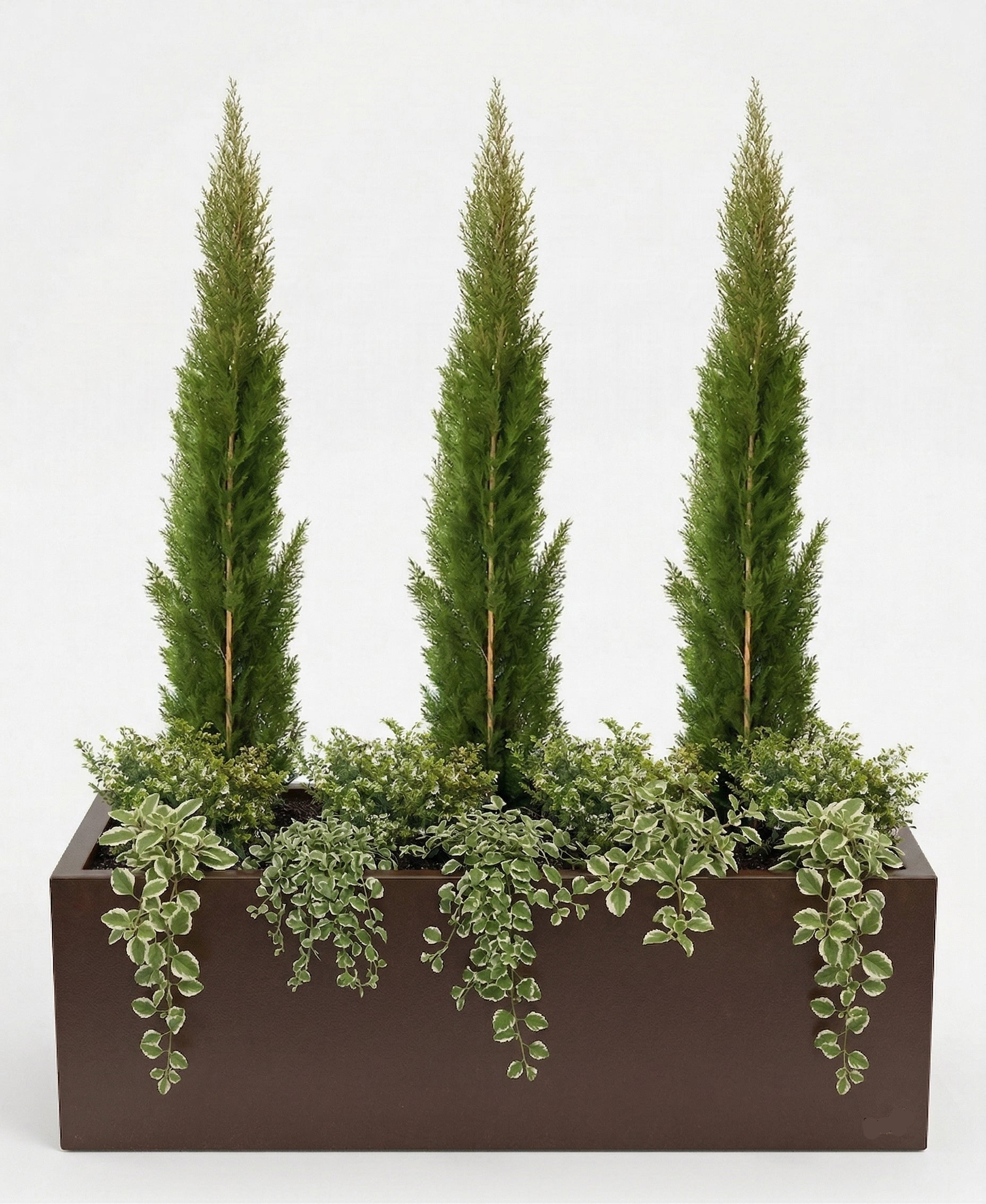 אדנית מוכנה עם צמחיה | 3 ברוש טוטם, 8 קופאה ו-10 פלקטרנטוס מדגסקרי | 7 צבעים לבחירה | 100X45X45