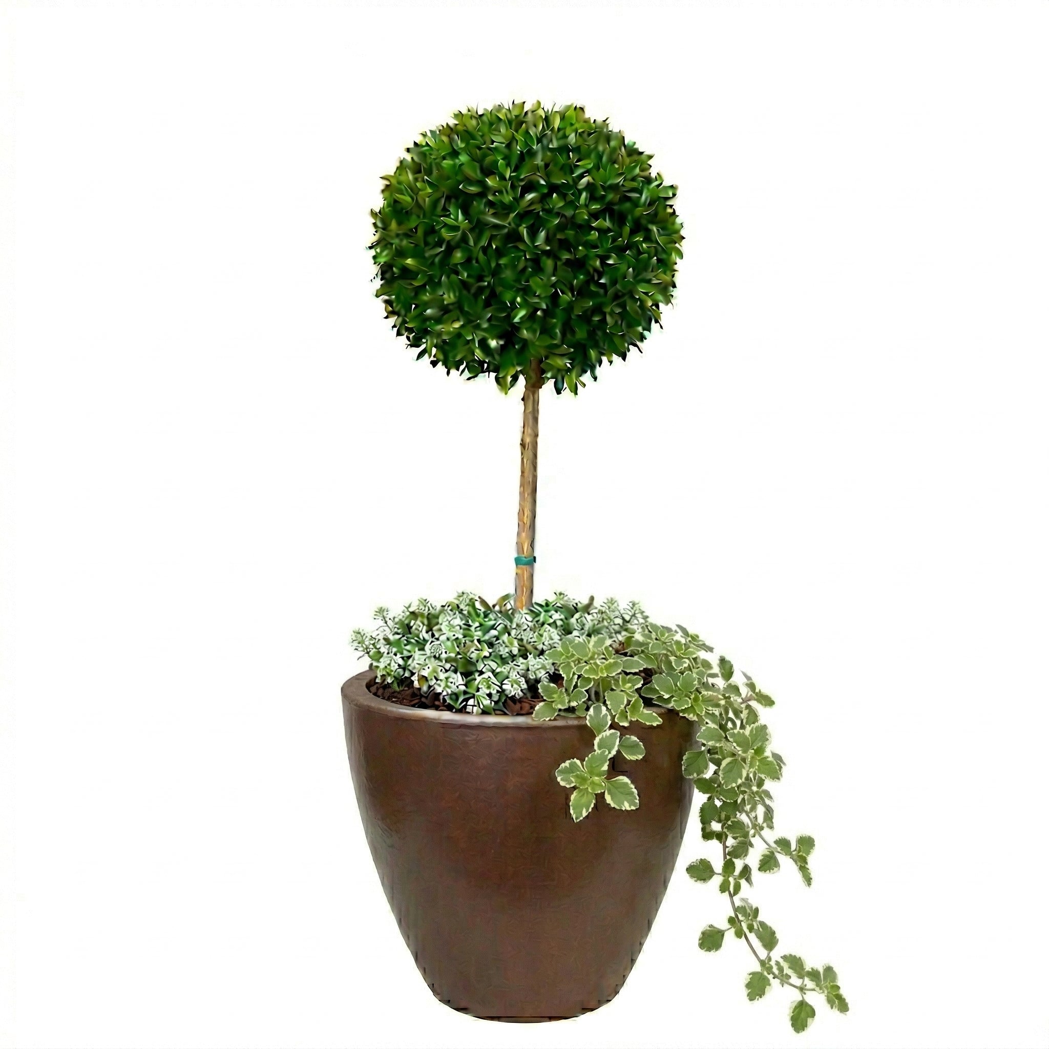 כד מוכן עם צמחיה | סיזיגיום, 3 פלקטרנטוס מדגסקרי ו-6 סלסלי כסף | 7 צבעים לבחירה | 50X50