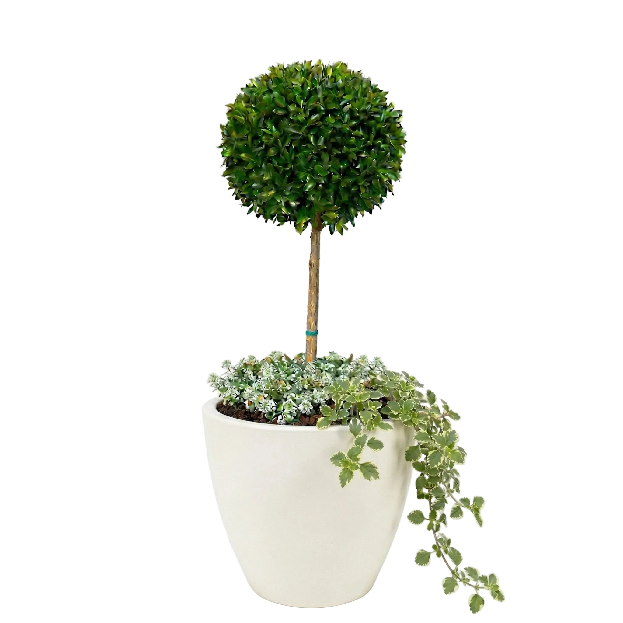 כד מוכן עם צמחיה | סיזיגיום, 3 פלקטרנטוס מדגסקרי ו-6 סלסלי כסף | 7 צבעים לבחירה | 50X50