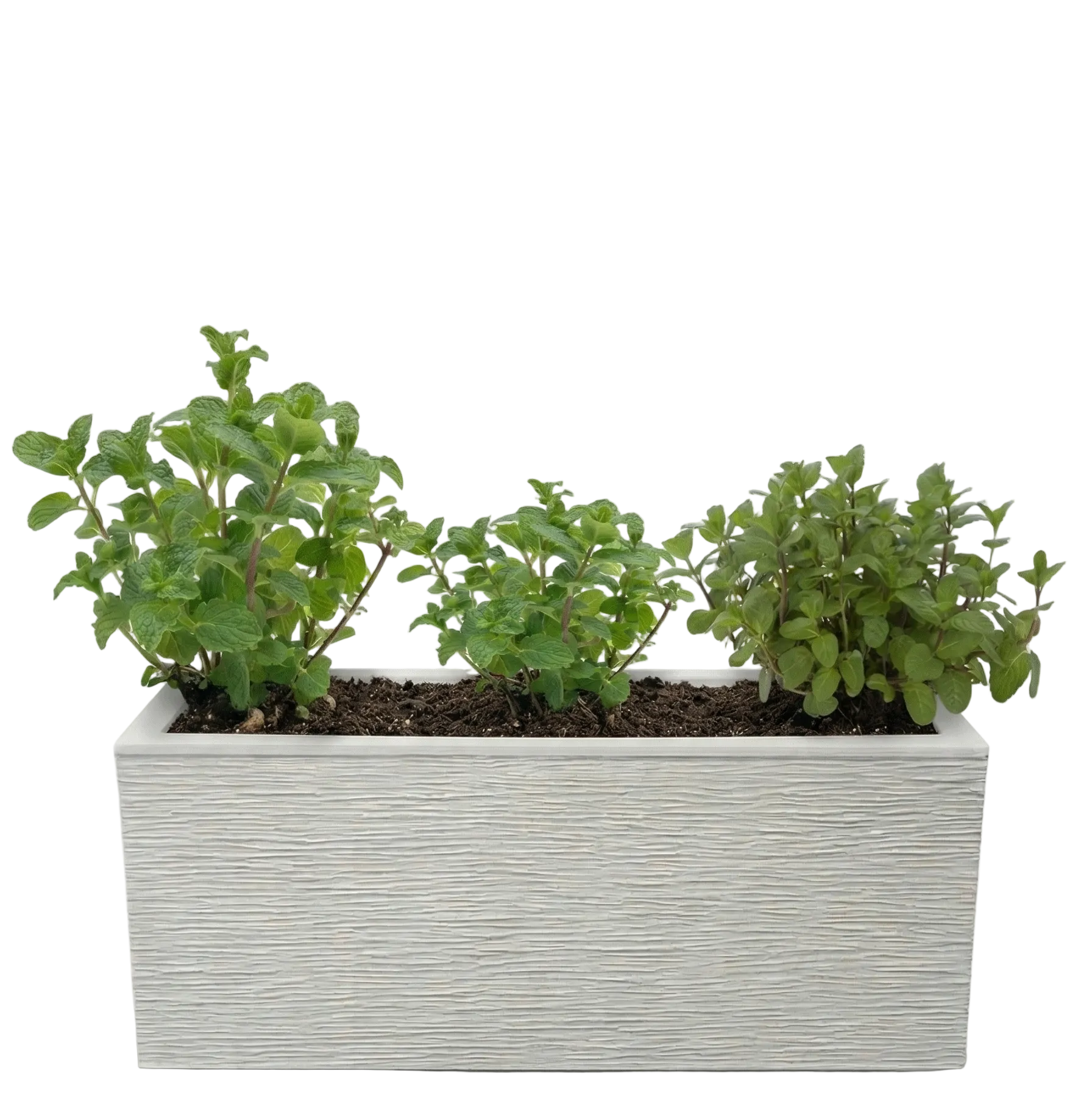 אדנית מוכנה עם צמחיה | 3 צמחי נענע | 59X19.5X22.8 | 6 צבעים לבחירה