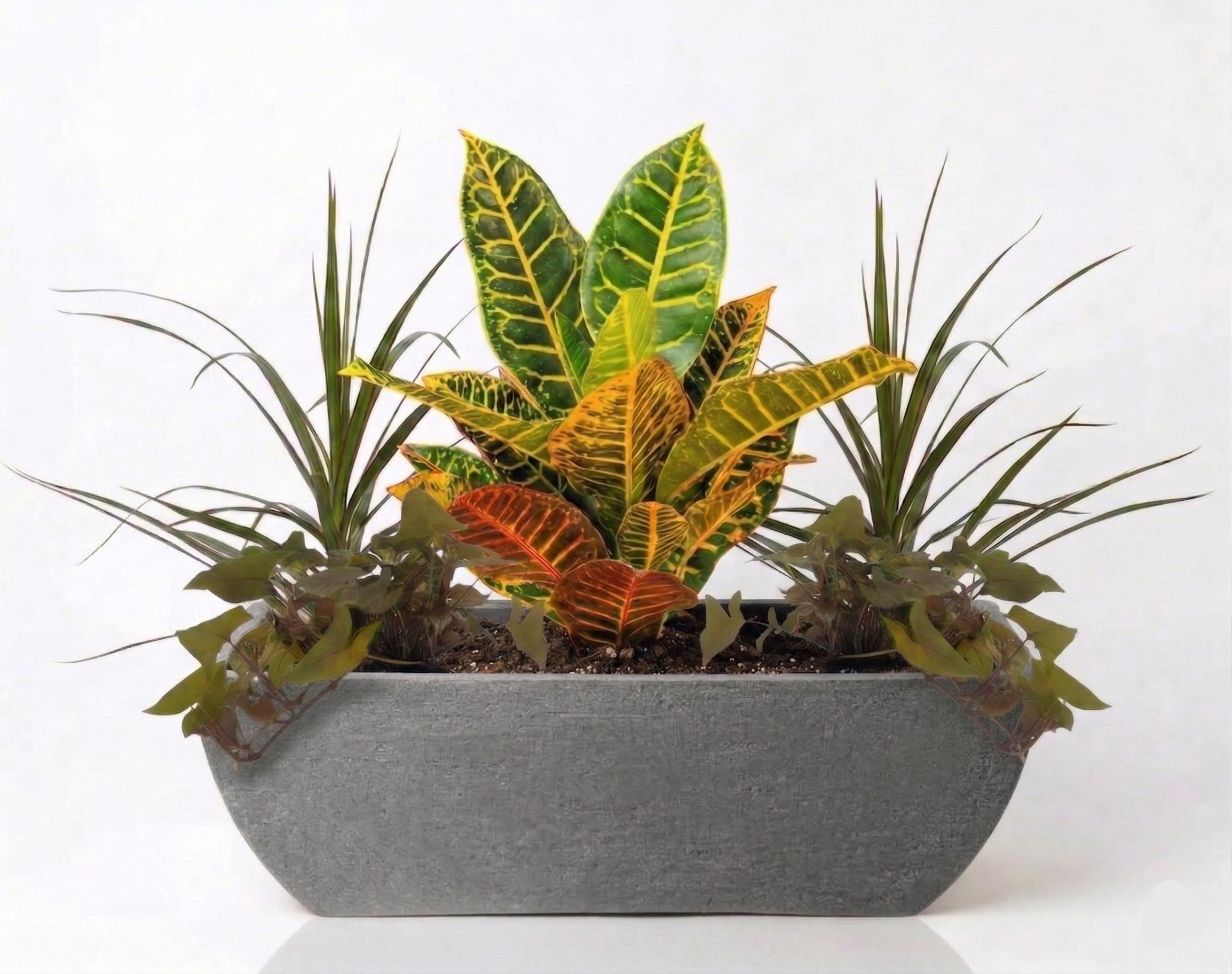 אדנית מוכנה עם צמחיה | 2 דרצנה מרגריטה, 2 סינגויניום פיקסי ו-קרוטון פטרה | 3 צבעים לבחירה | 78X30X25