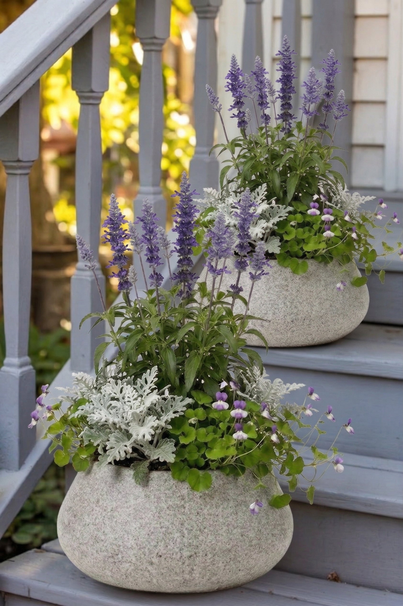 כד מוכן עם צמחיה | מרווה אינדיגו, 2 דרדר מאפיר ו-4 סיגלית אוסטרלית | 7 צבעים לבחירה | 52X30