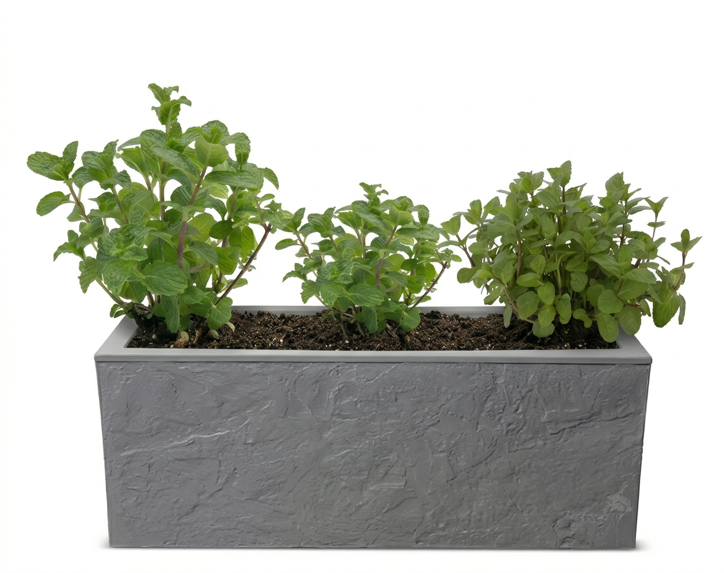 אדנית מוכנה עם צמחיה | 3 צמחי נענע | 59X19.5X22.8 | 6 צבעים לבחירה