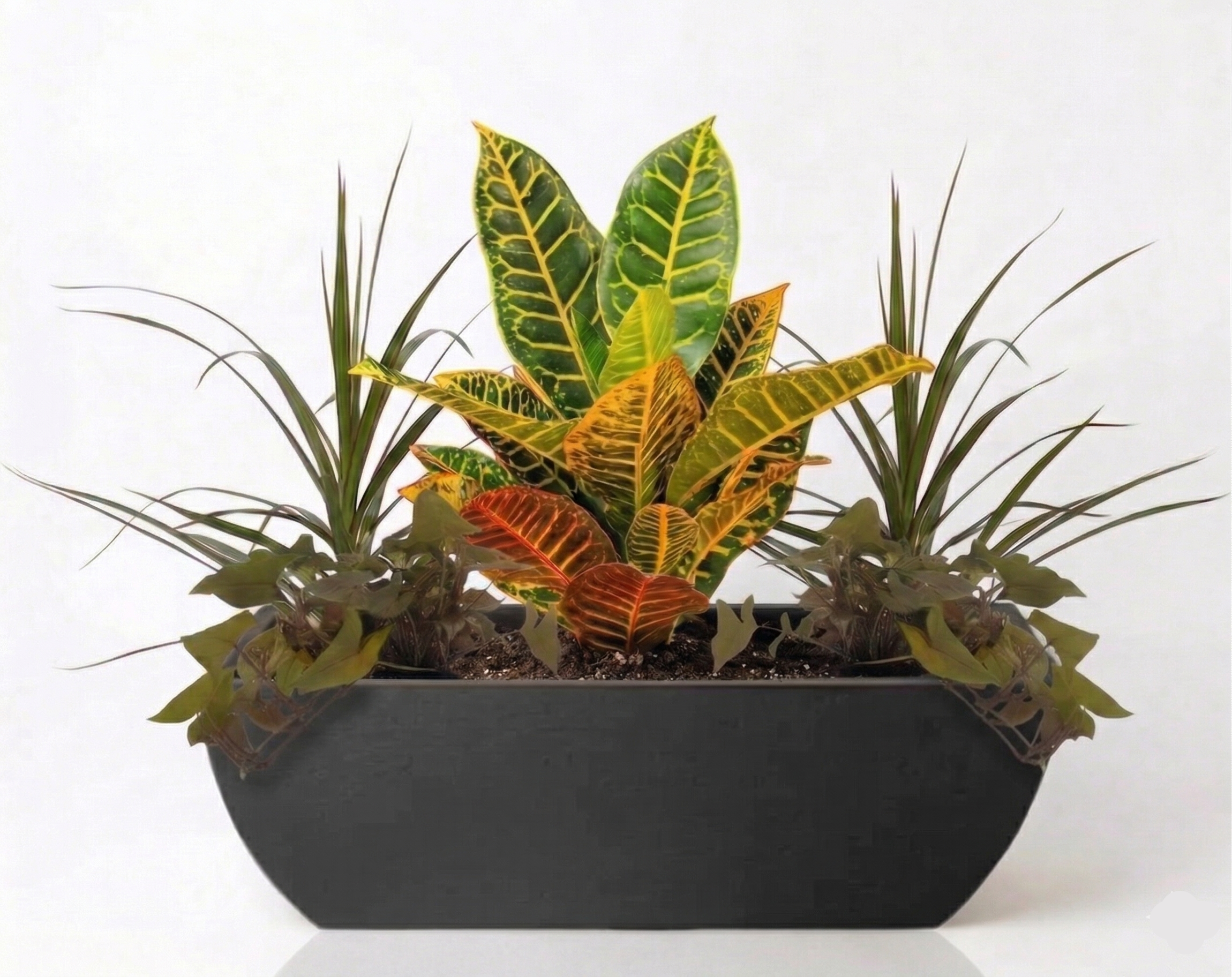 אדנית מוכנה עם צמחיה | 2 דרצנה מרגריטה, 2 סינגויניום פיקסי ו-קרוטון פטרה | 3 צבעים לבחירה | 78X30X25