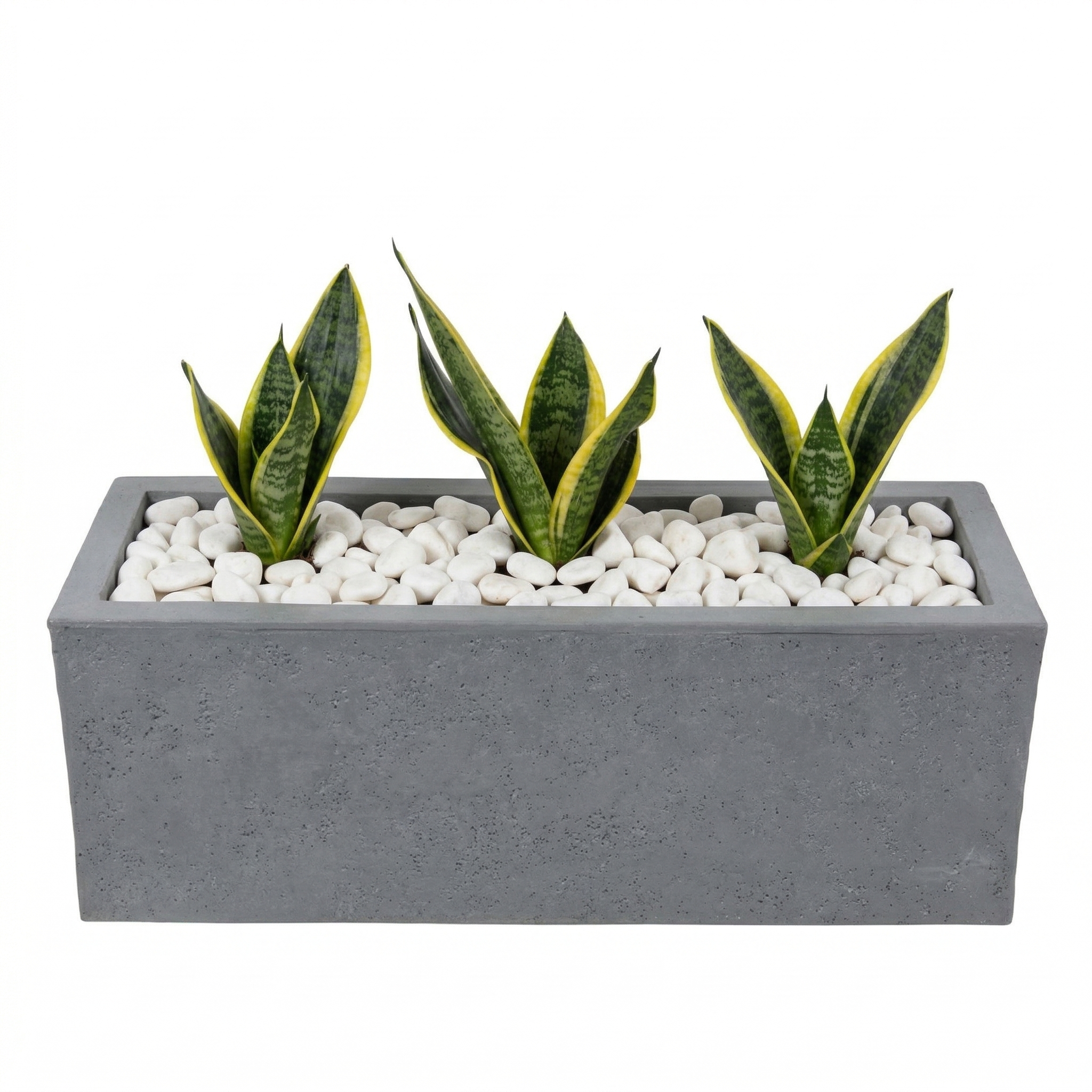 אדנית מוכנה עם צמחיה | 3 צמחי סנסיווריה מגוונת | 4 צבעים לבחירה | 59X19.5X22.8