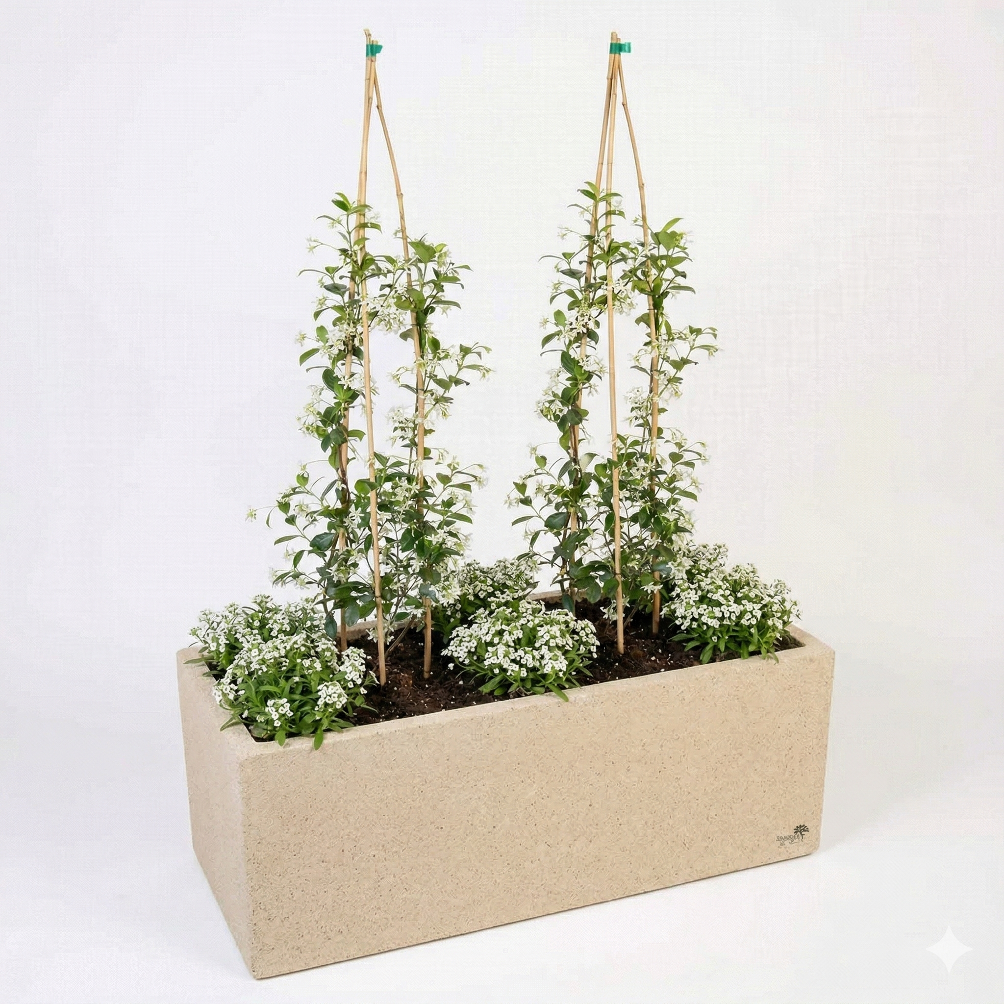 אדנית מוכנה עם צמחיה | 6 סלסלי כסף ו-2 טרכלוספרמון יסמיני | 5 צבעים לבחירה | 100X45X45