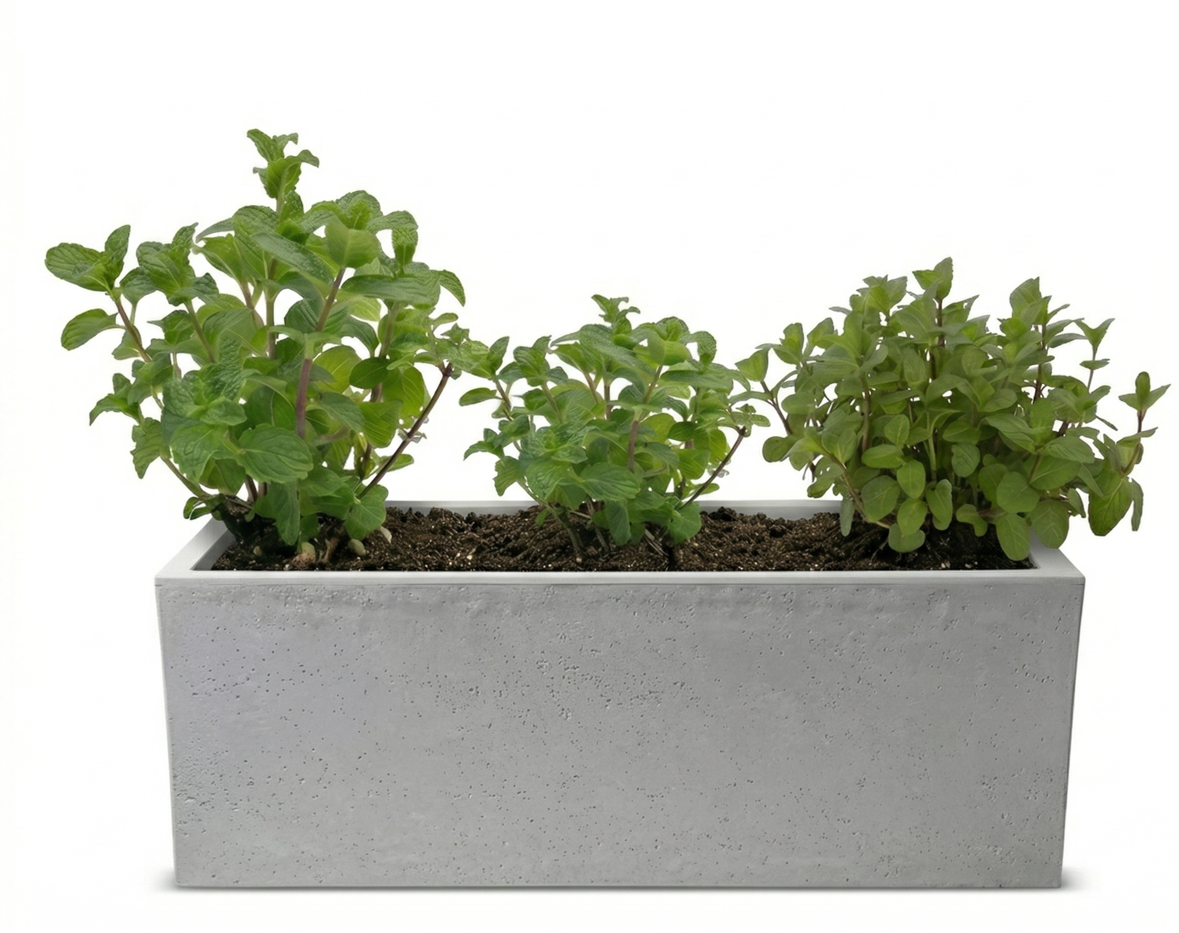 אדנית מוכנה עם צמחיה | 3 צמחי נענע | 59X19.5X22.8 | 6 צבעים לבחירה