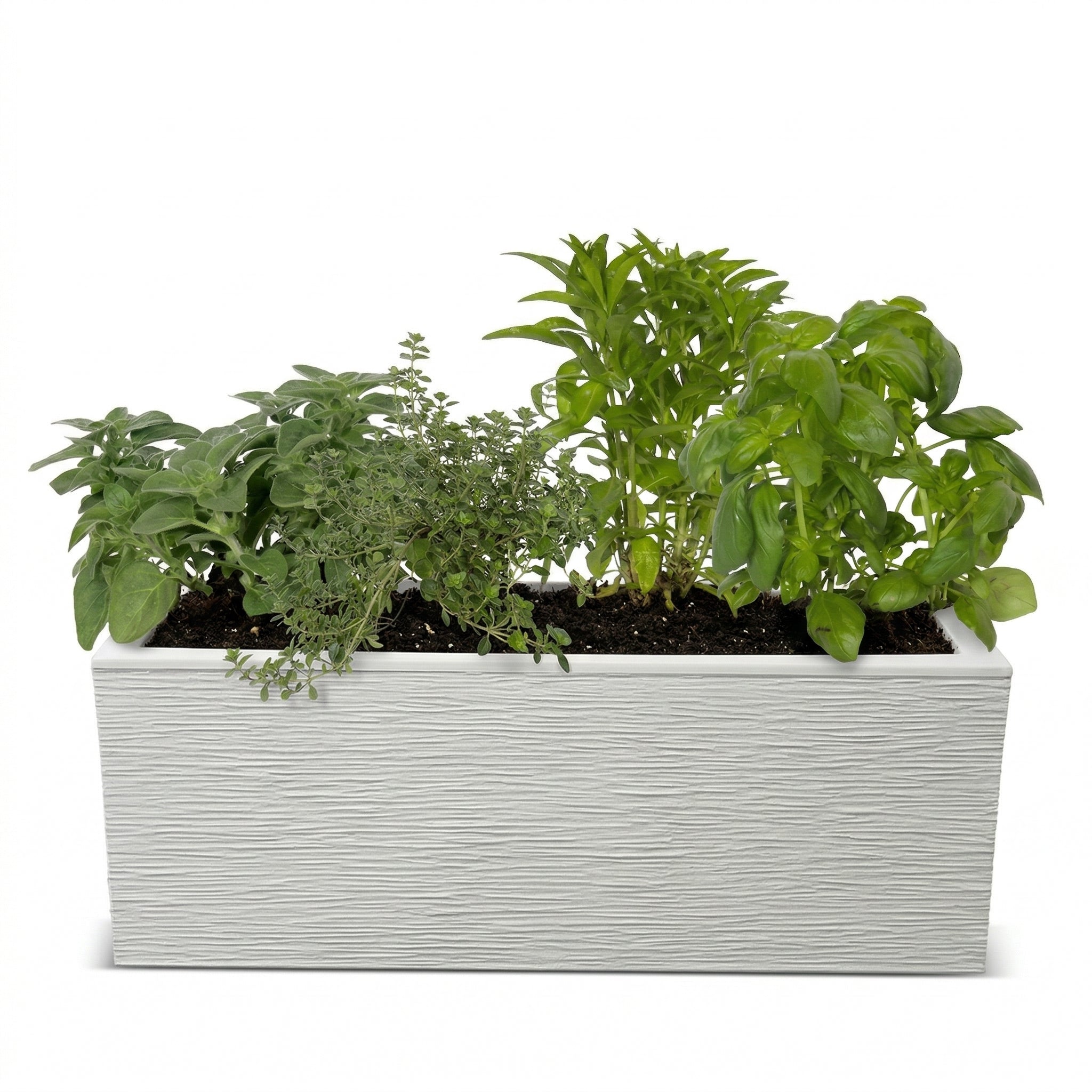 אדנית מוכנה עם צמחיה | 5 צמחי תבלין לבחירה | 79.5X29.5X29.5 | לבן פסים