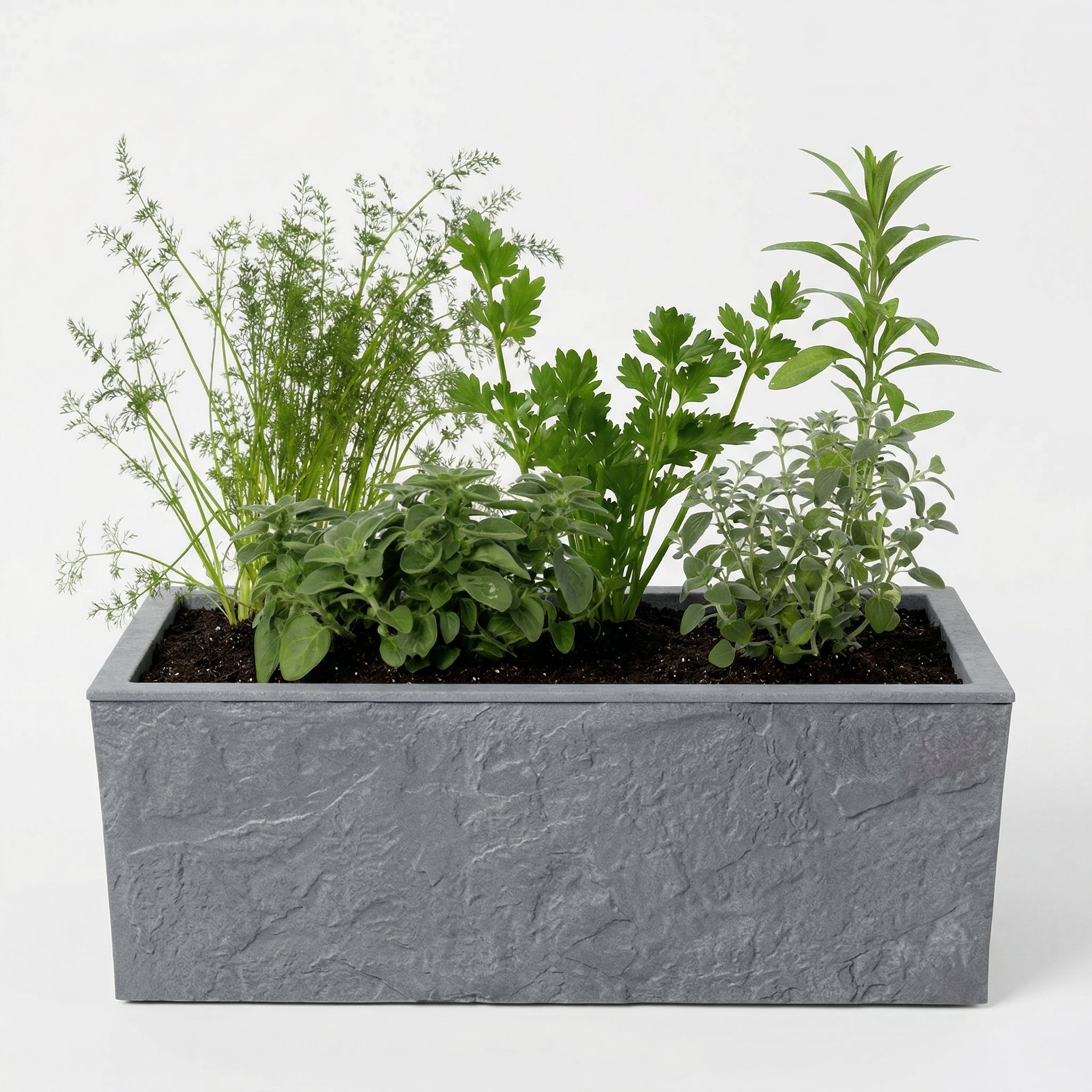 אדנית מוכנה עם צמחיה | 5 צמחי תבלין לבחירה | 79.5X29.5X29.5 | אפור כהה דמוי אבן