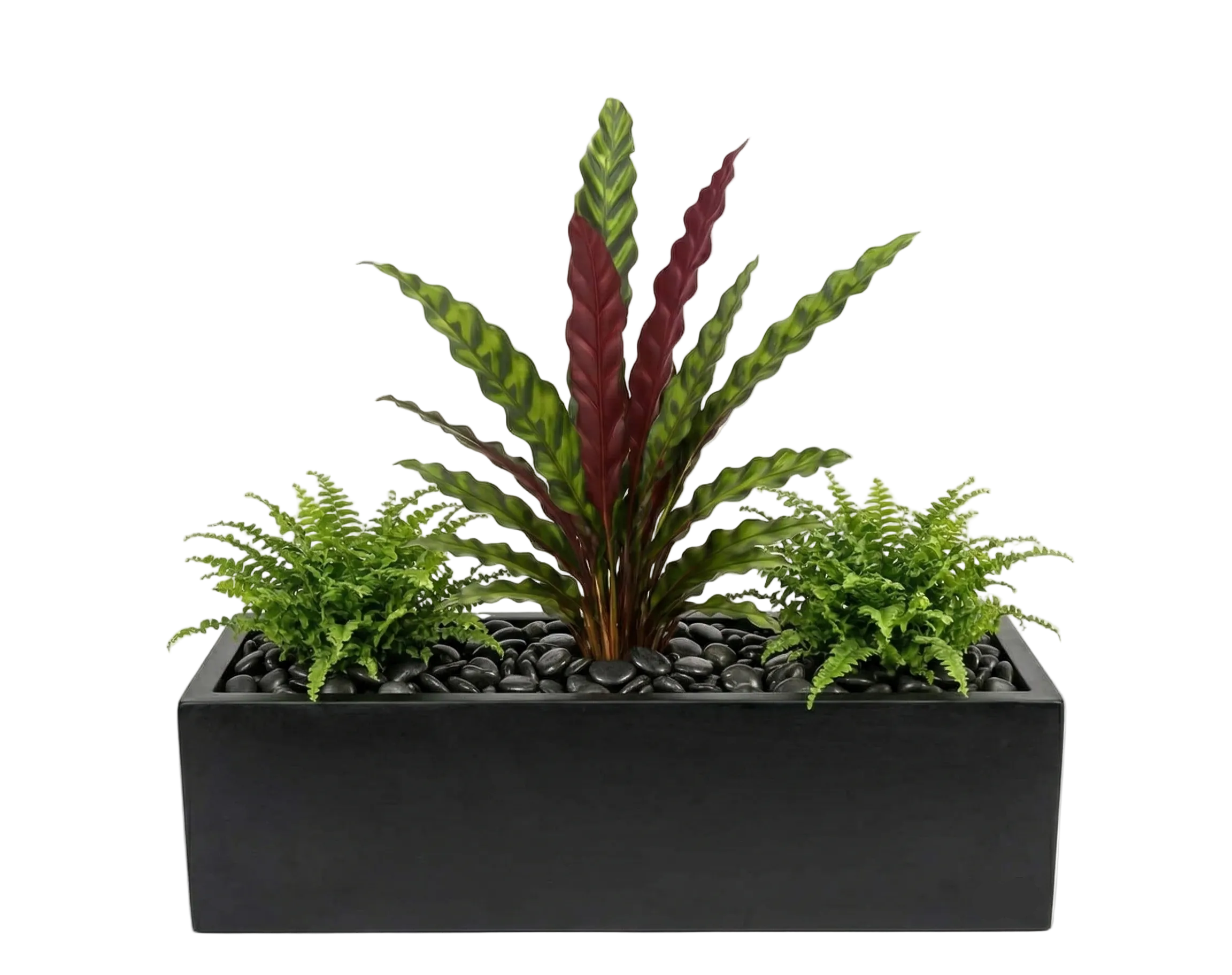 אדנית מוכנה עם צמחיה | 2 שרכי בוסטון וקלתאה אינסיגניס | 5 צבעים לבחירה | 80X23X40