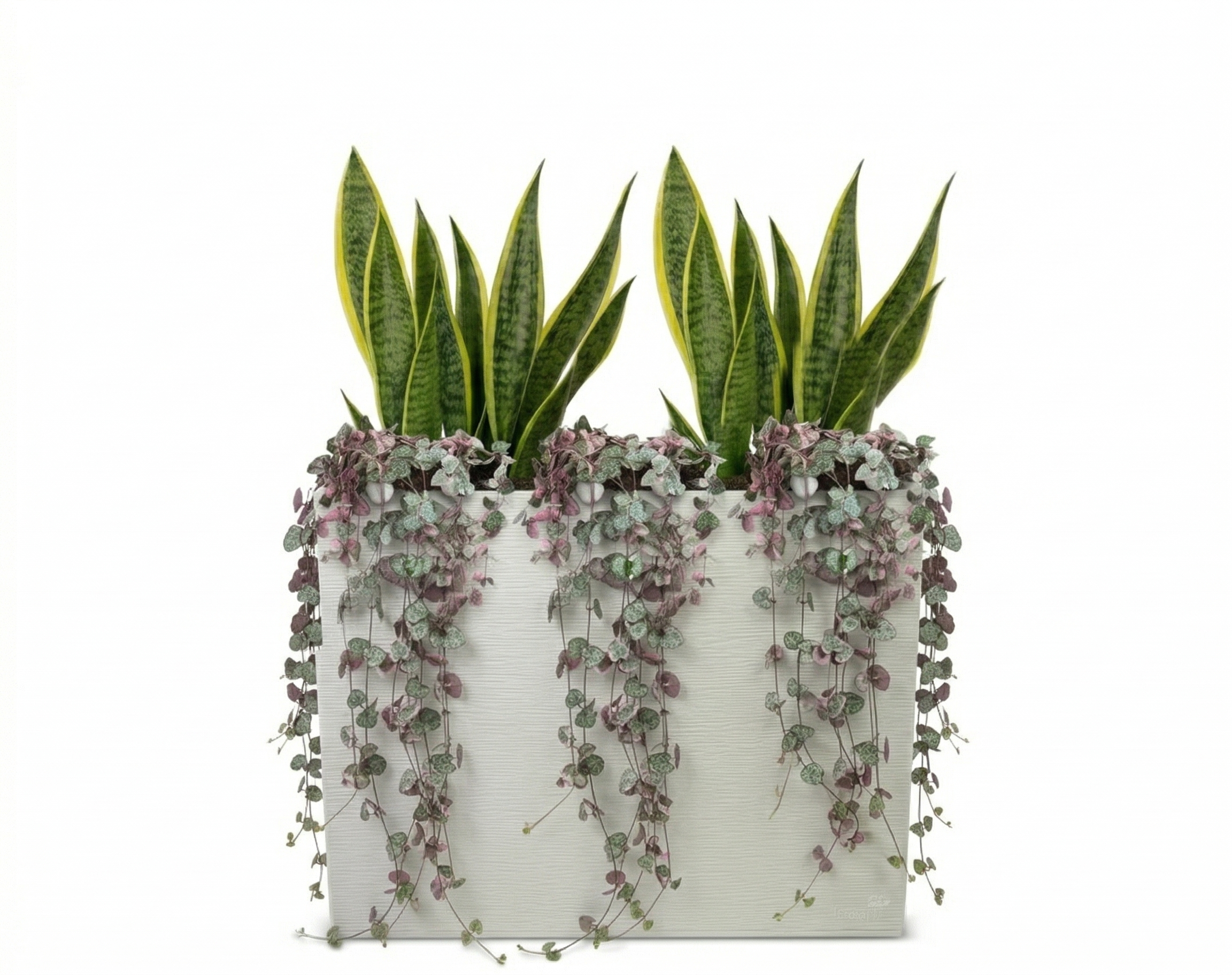 אדנית מוכנה עם צמחיה | 2 סנסיווריה מגוונת ו-3 שעוונית זוחלת | 2 צבעים לבחירה | 29.5X78.5X60