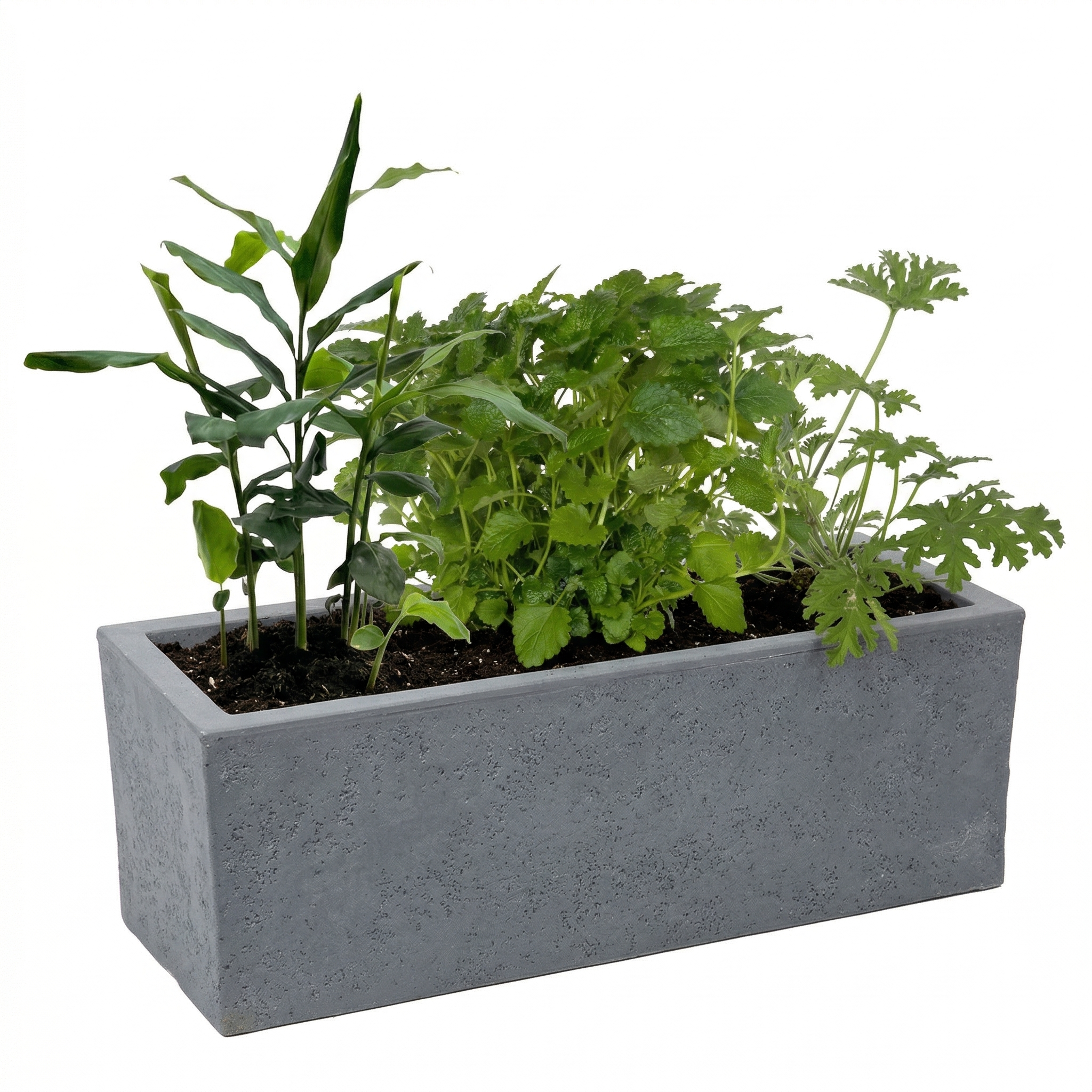 אדנית מוכנה עם צמחיה | 3 צמחי תבלין לבחירה | 59X19.5X22.8 | אפור כהה דמוי בטון