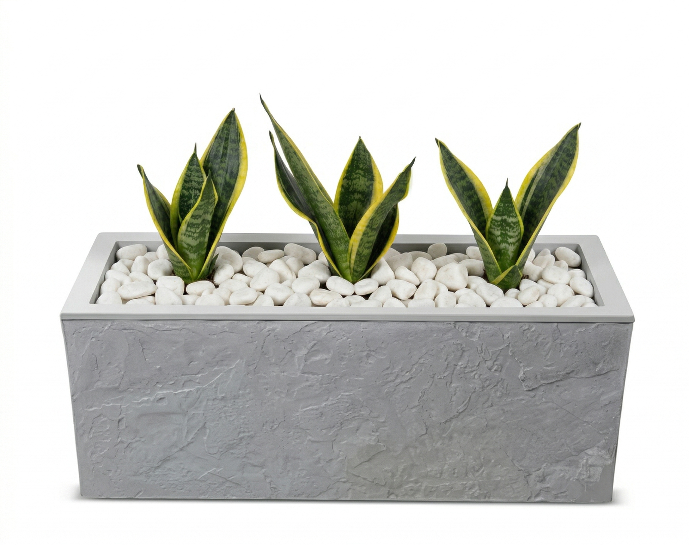 אדנית מוכנה עם צמחיה | 3 צמחי סנסיווריה מגוונת | 4 צבעים לבחירה | 59X19.5X22.8