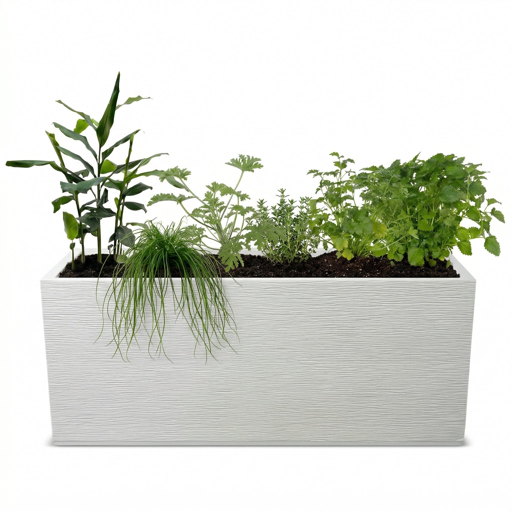 אדנית מוכנה עם צמחיה | 7 צמחי תבלין לבחירה | 100X40X40 | לבן פסים