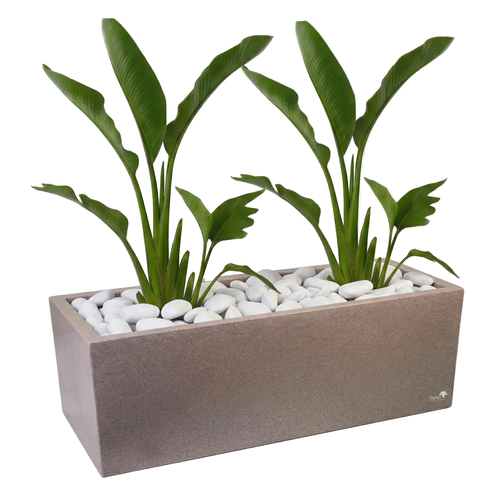 אדנית מוכנה עם צמחיה | 2 צמחי ציפור גן-עדן ניקולאי | 6 צבעים לבחירה | 100X45X45