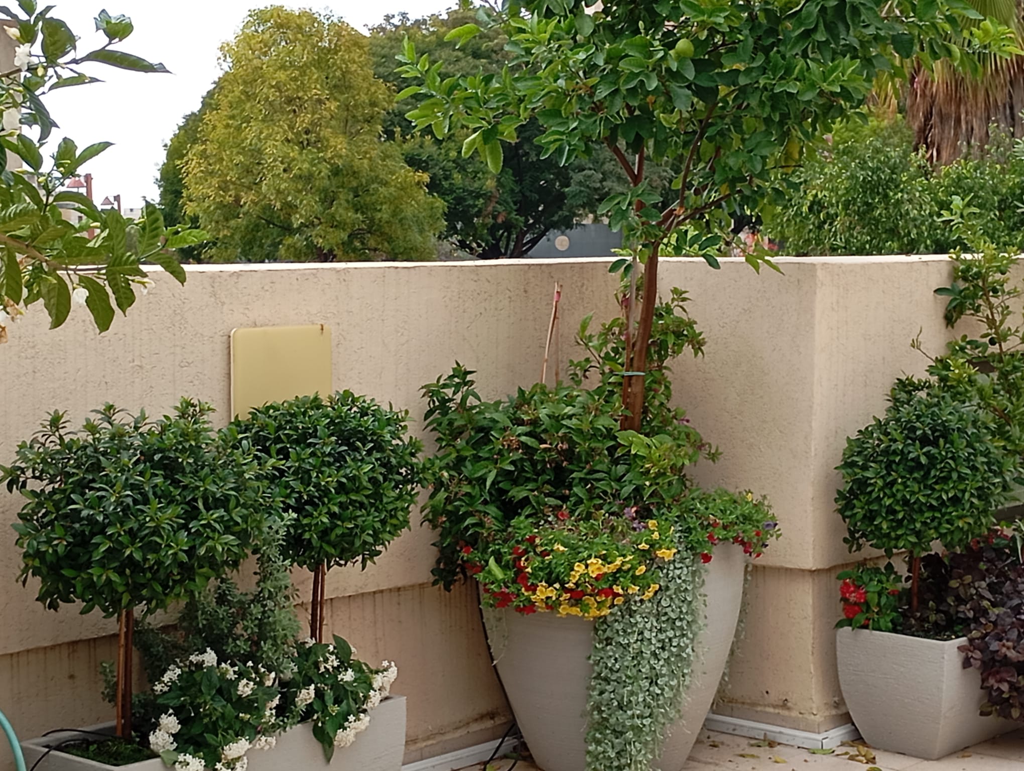 מרפסת בסגנון צבעוני ושופע | אדניות גונדולה וכדים ברזילאים ובוסטון | ראשון לציון