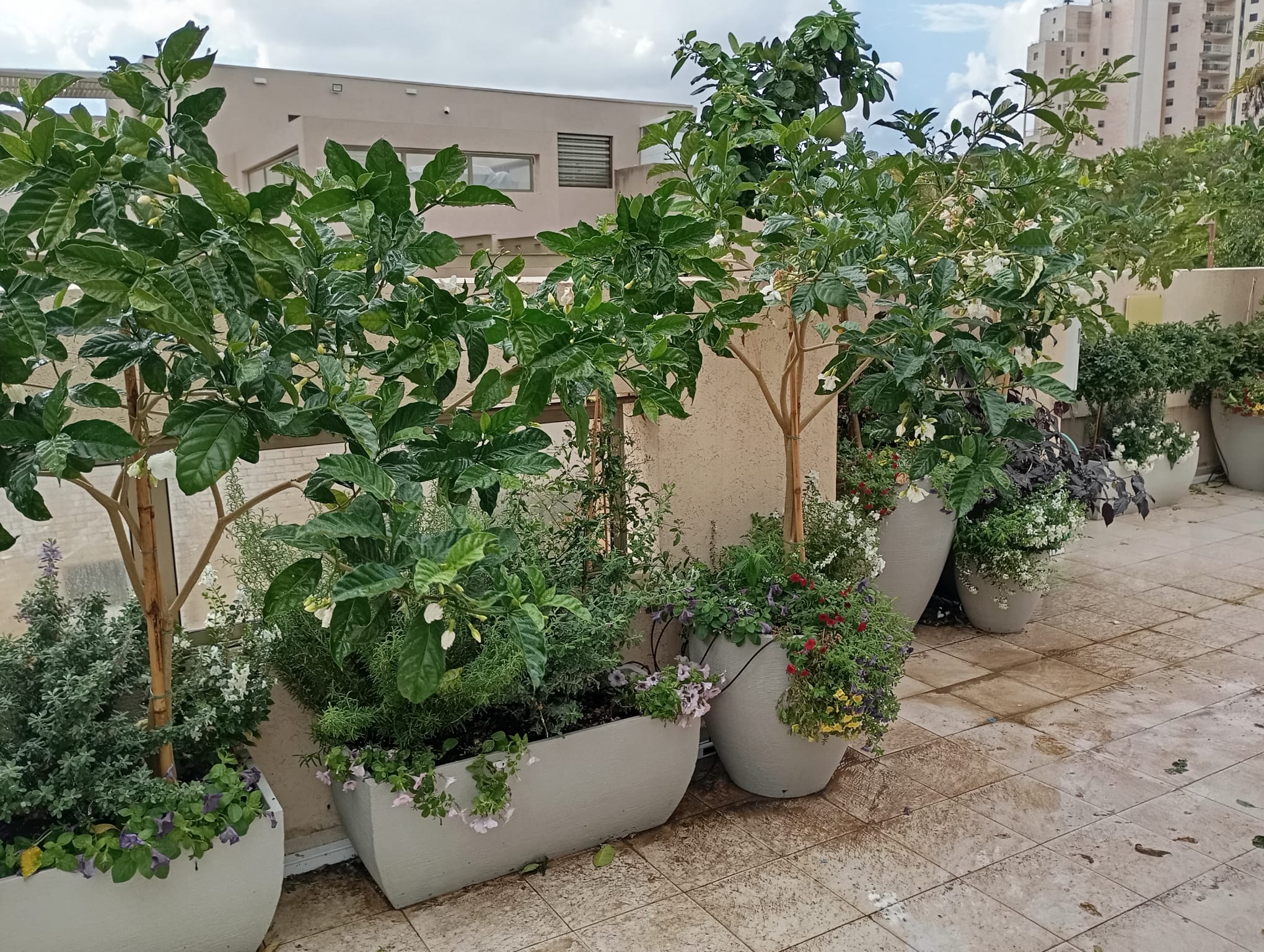 מרפסת בסגנון צבעוני ושופע | אדניות גונדולה וכדים ברזילאים ובוסטון | ראשון לציון