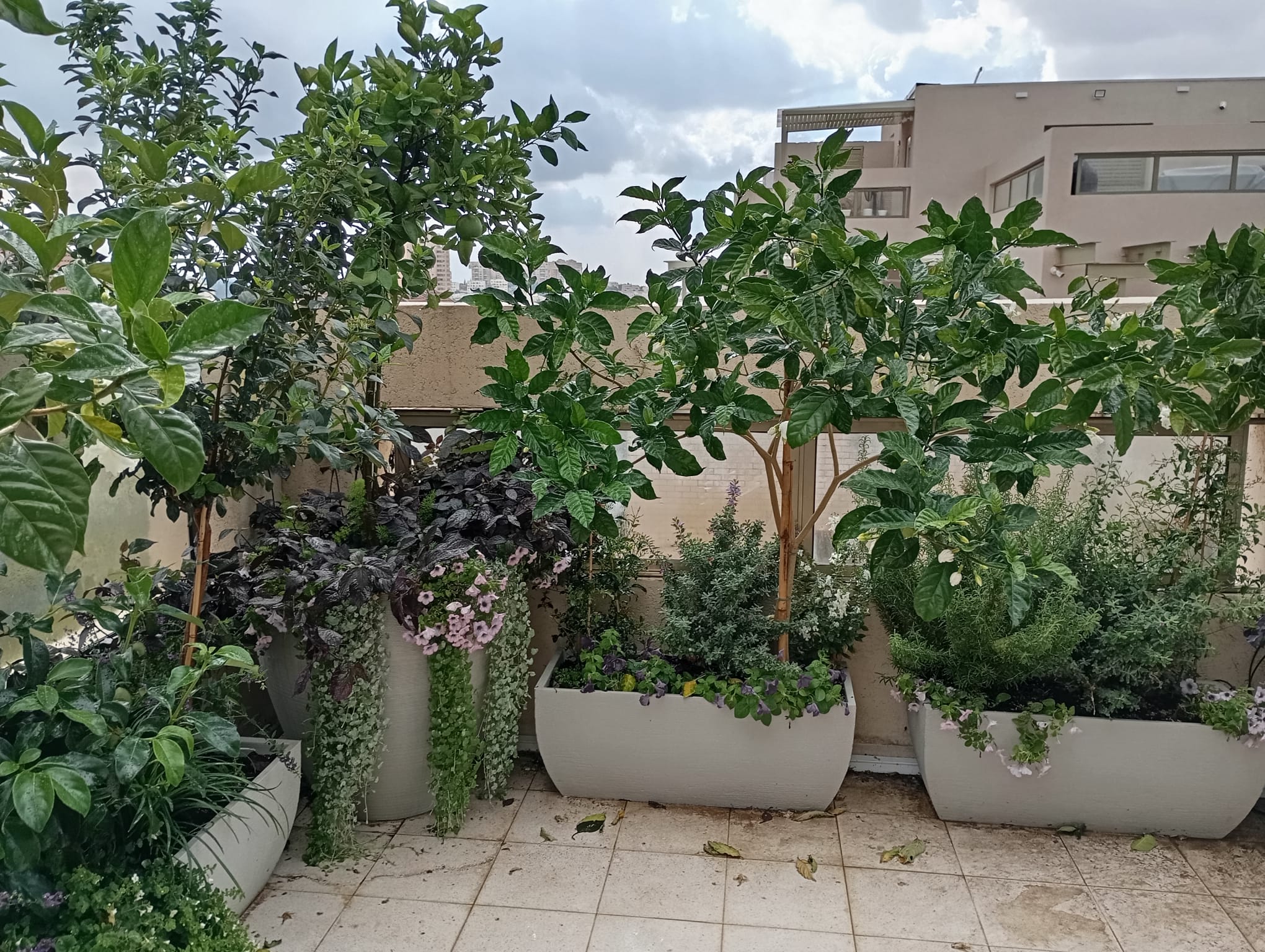 מרפסת בסגנון צבעוני ושופע | אדניות גונדולה וכדים ברזילאים ובוסטון | ראשון לציון