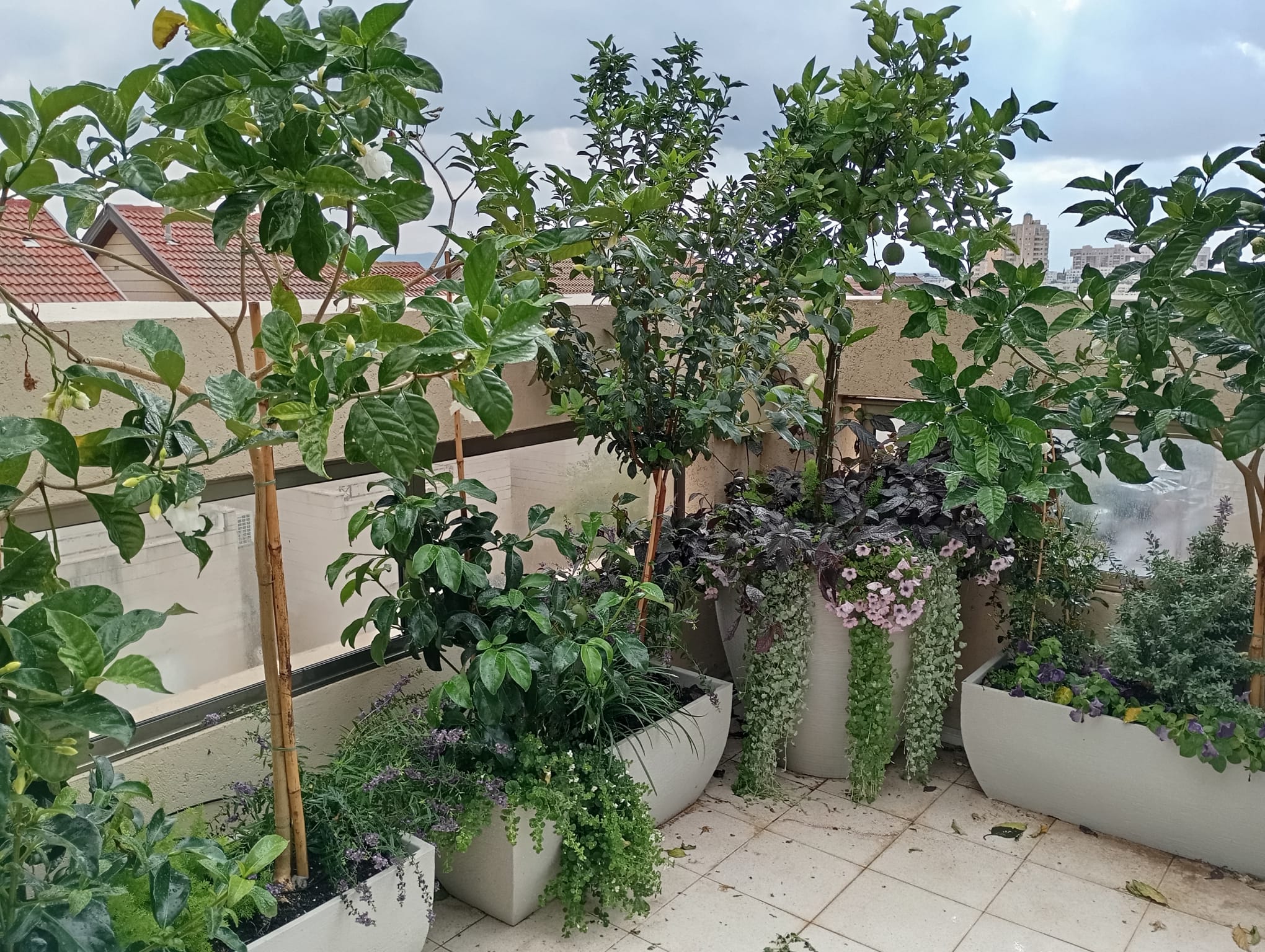 מרפסת בסגנון צבעוני ושופע | אדניות גונדולה וכדים ברזילאים ובוסטון | ראשון לציון