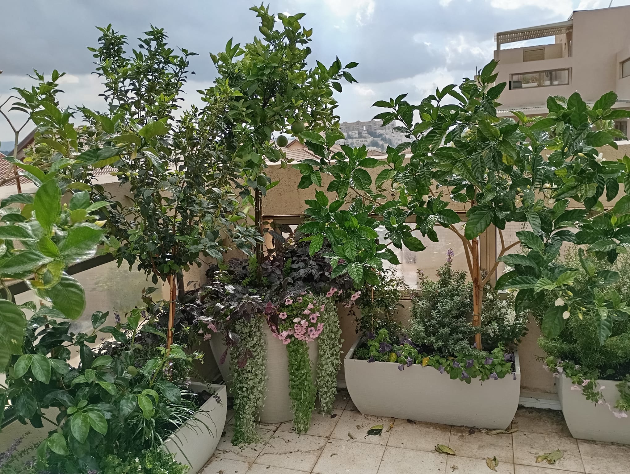 מרפסת בסגנון צבעוני ושופע | אדניות גונדולה וכדים ברזילאים ובוסטון | ראשון לציון