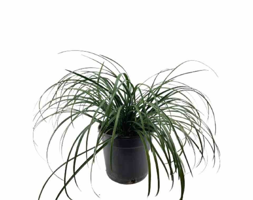 לריופה כדנית | עציץ בנפח 10 ליטר