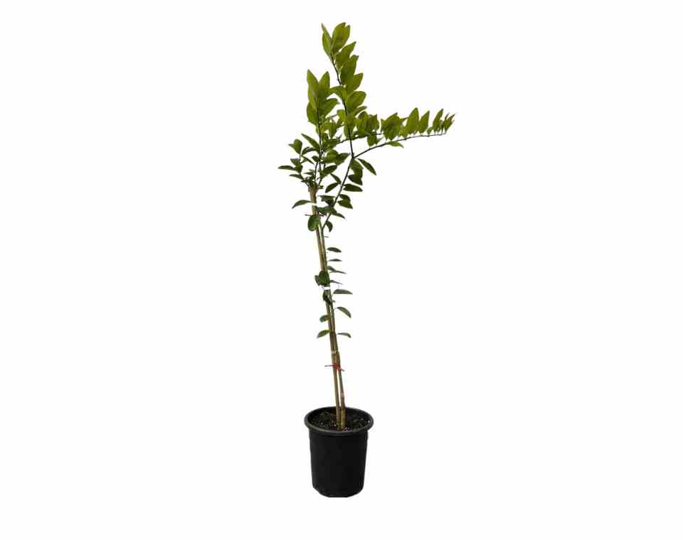 עץ לימון-ליים | עציץ בנפח 10 ליטר