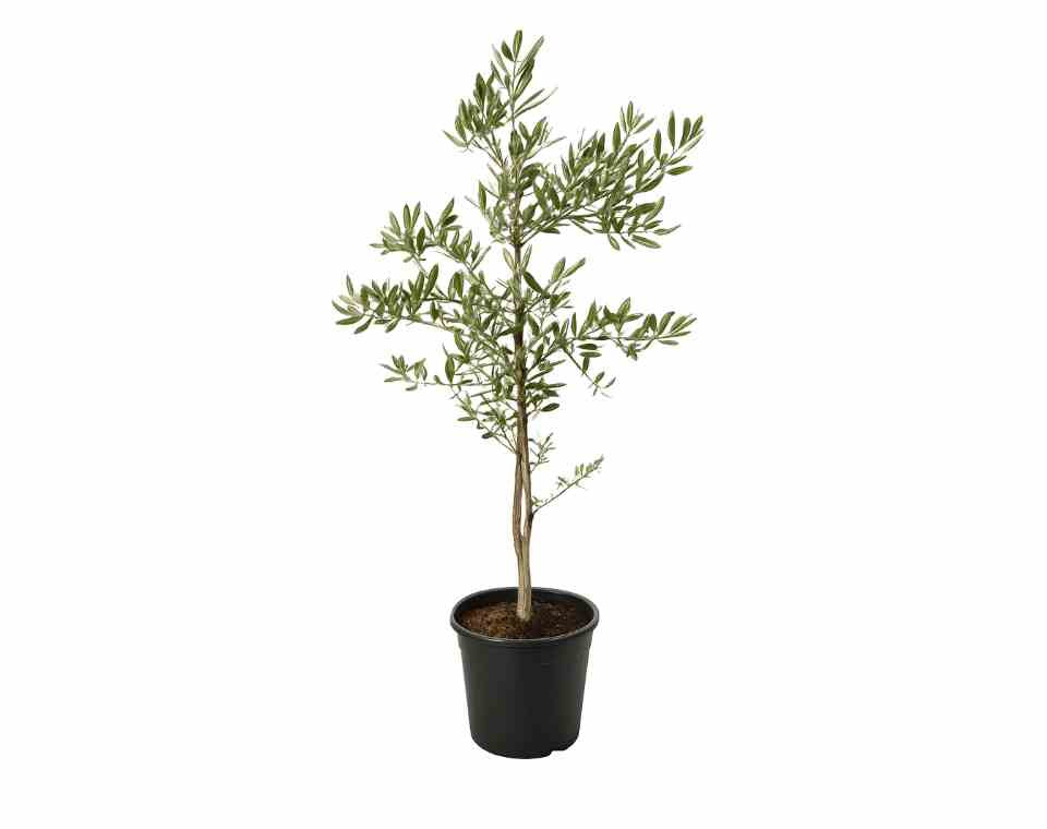 זית סורי | עציץ בנפח 10 ליטר