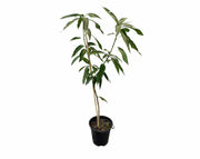 עץ מנגו-מאיה | עציץ בנפח 10 ליטר