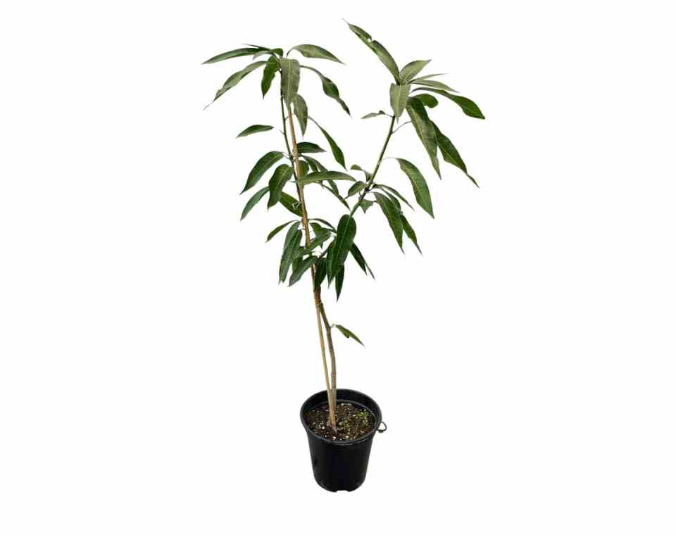 עץ מנגו-מאיה | עציץ בנפח 10 ליטר