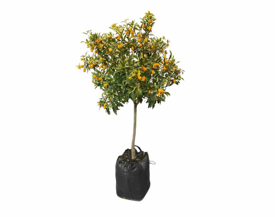 תפוז סיני (קומקוואט) | עציץ בנפח 70 ליטר