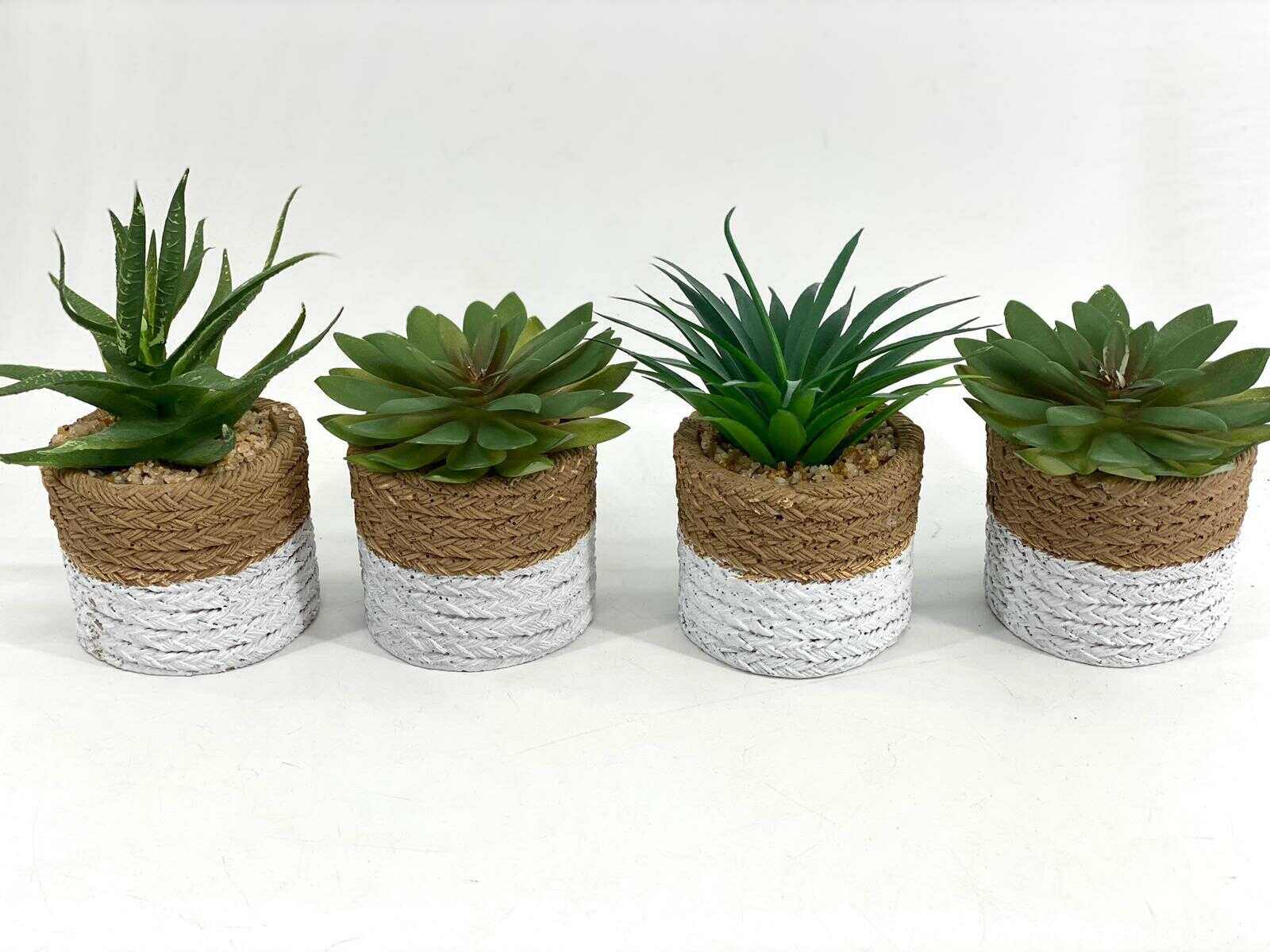 סוקולנט דמוי קש