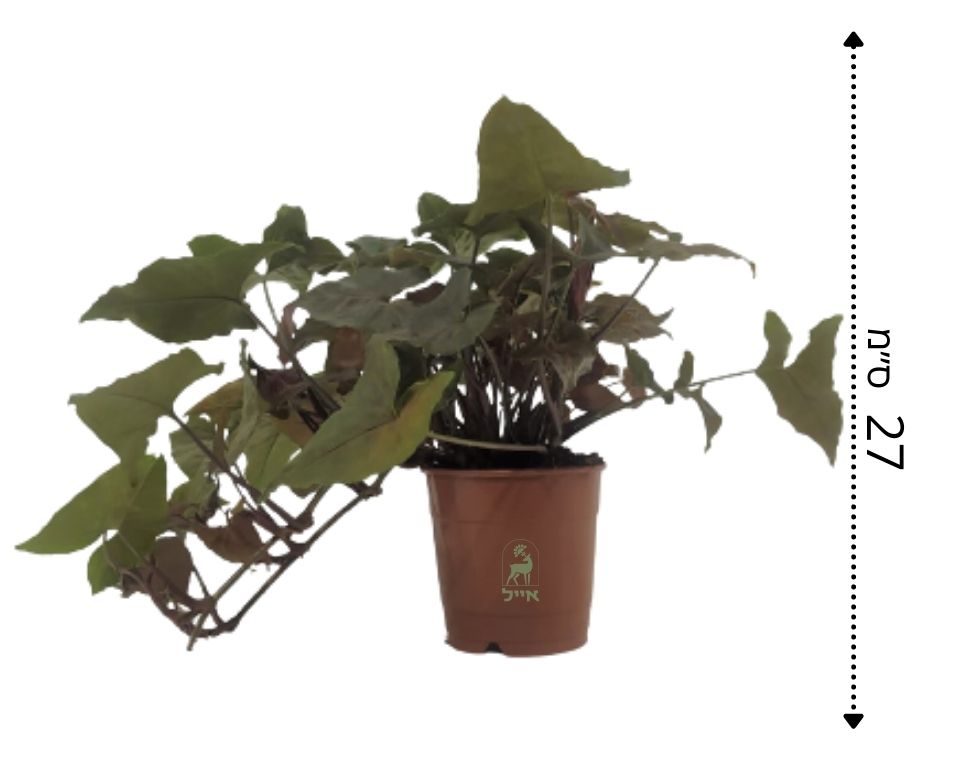 סינגויניום פיקסי |  עציץ בקוטר 12 ס"מ