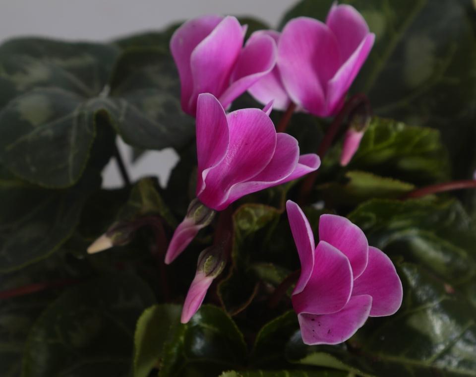 קיט 3 רקפות | עציץ בקוטר 12 ס"מ