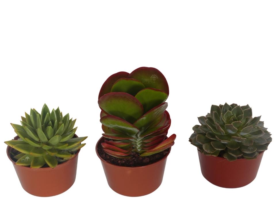 קיט 3 סקולנטים בשרניים | עציץ בקוטר 12 ס"מ